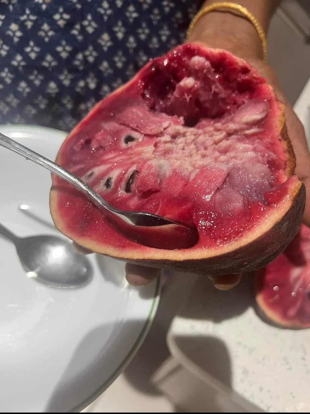 Annona reticulata var San Pablo- 1 fresh seed / 1 frischer Samen