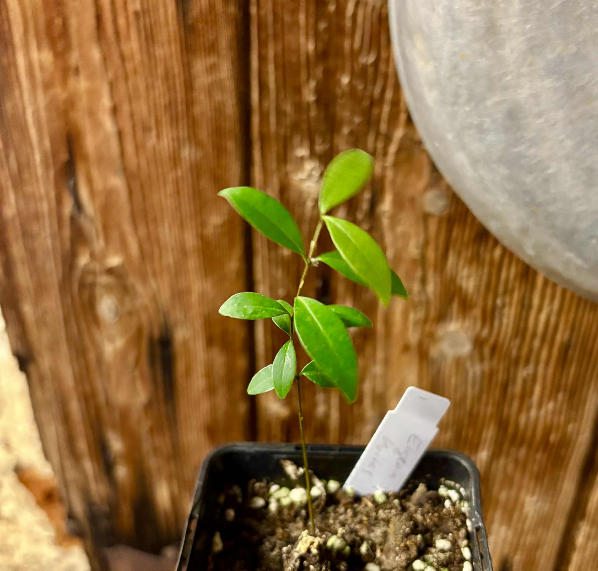 Eugenia sp Uvitas -  1 small potted seedling / 1 kleiner, getopfter Sämling
