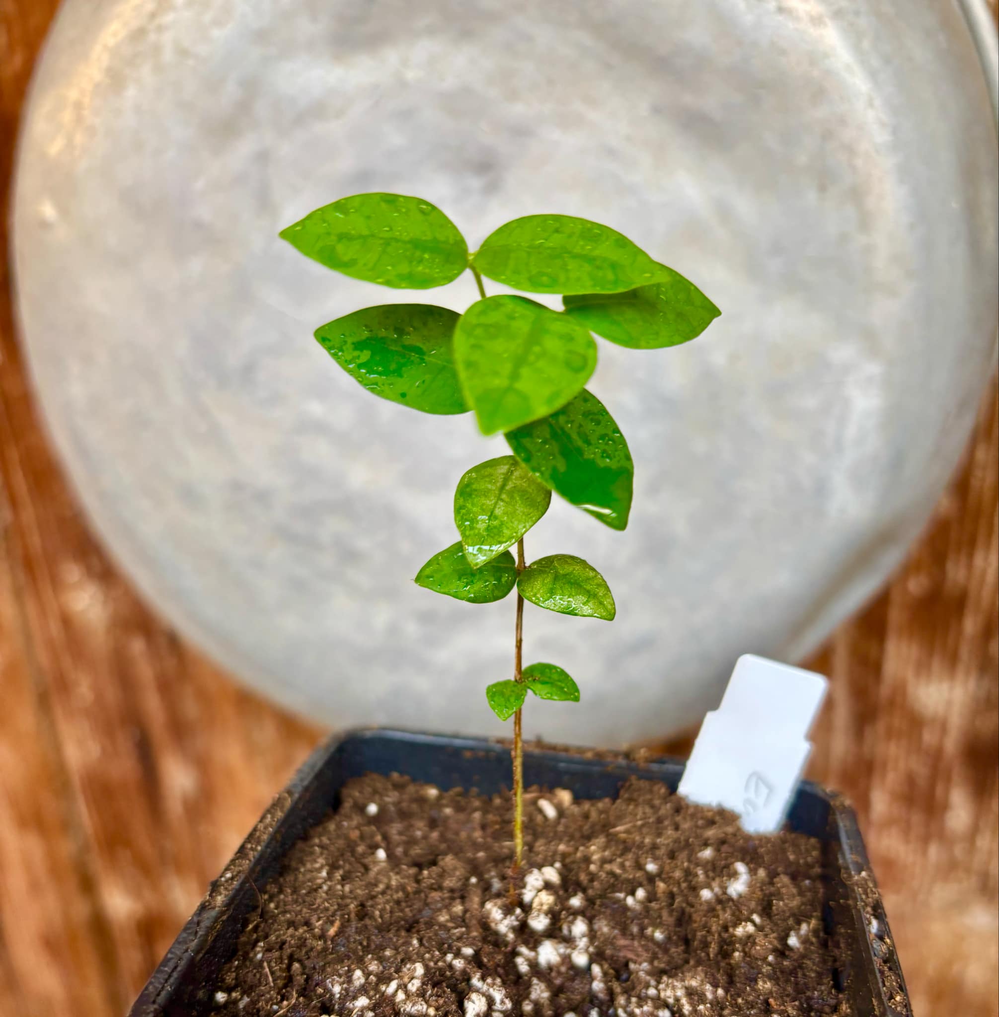 Eugenia hirta - 1 potted seedling/ 1 getopfter Sämling Eugenia hirta - 1 potted seedling/ 1 getopfter Sämling