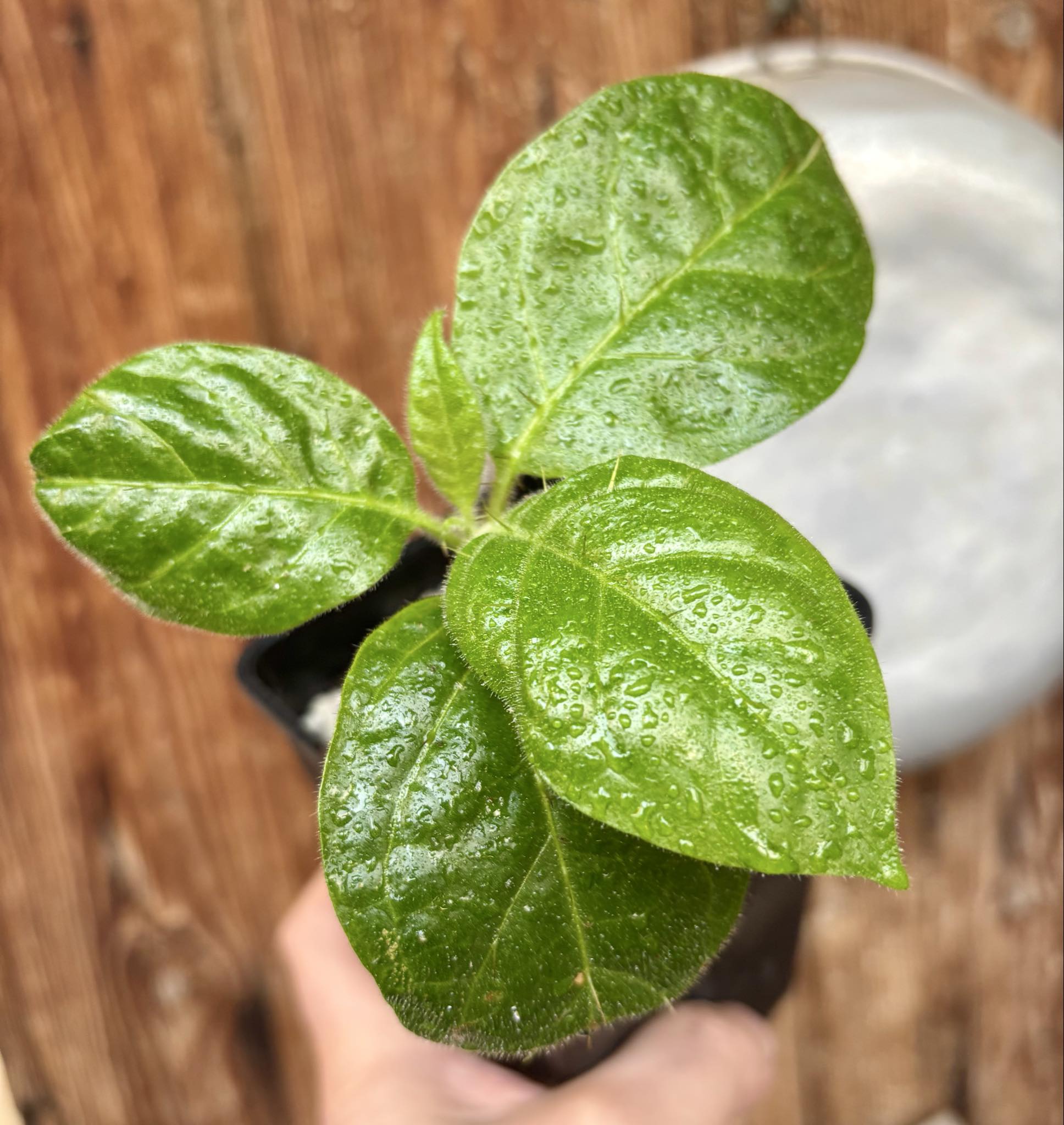 Solanum rumpincola - 1 small potted seedling / 1 kleiner, getopfter Sämling