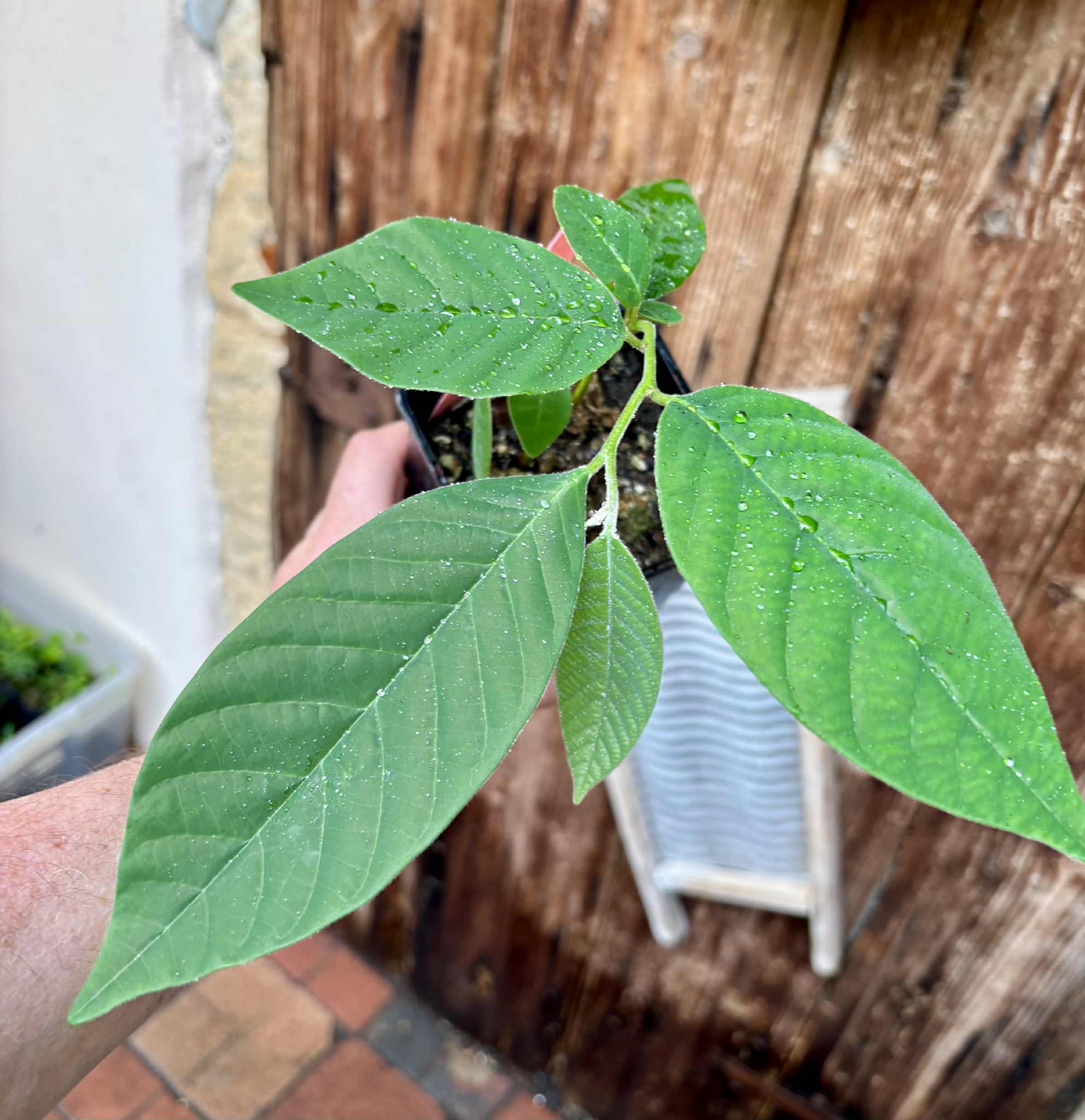 Annona sylvatica - 1 potted plant / 1 getopfte Pflanze