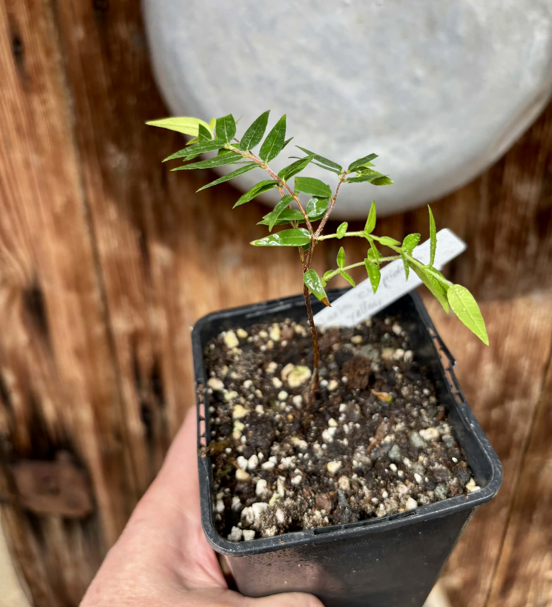 Myrciaria cuspidata YELLOW - 1 potted plant / 1 getopfte Pflanze