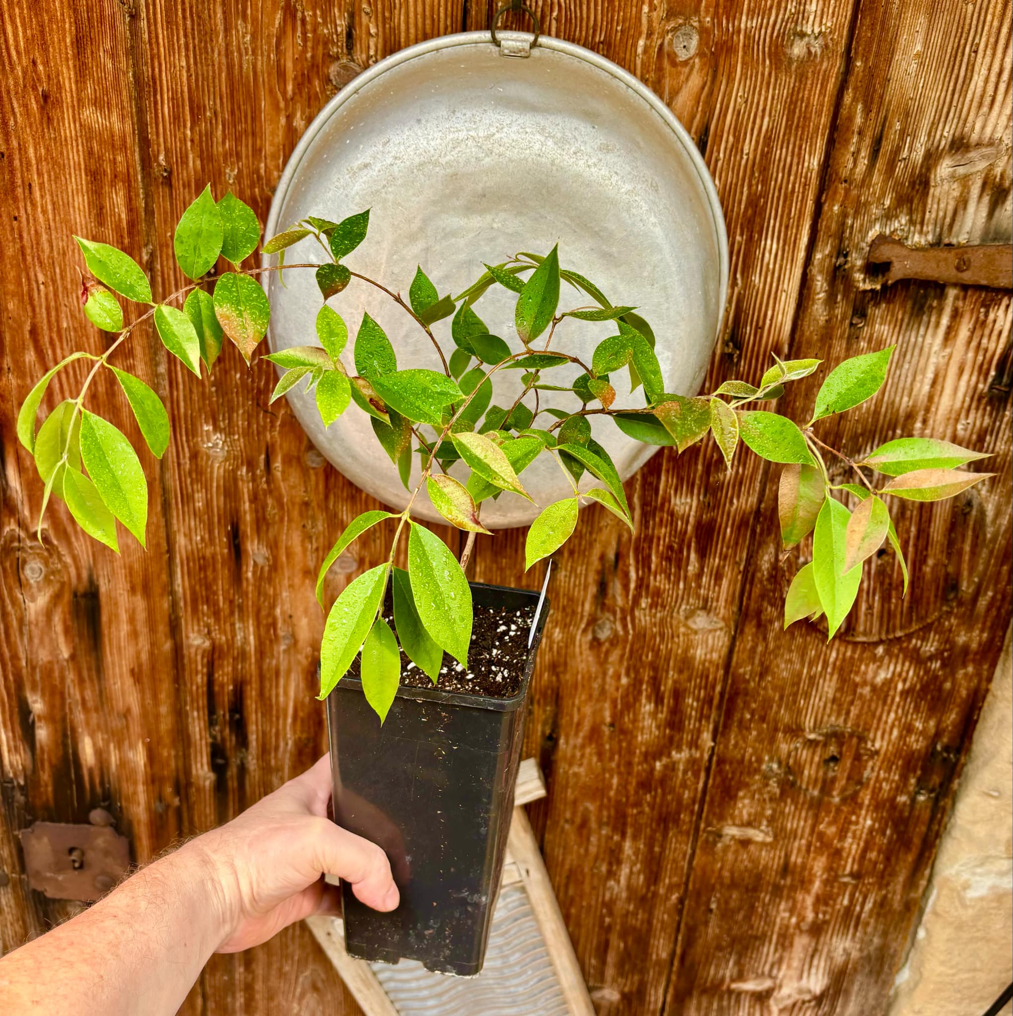 four years old - Myrcianthes pungens - Guabiju - 1 potted plant / 1 getopfte Pflanze four years old - Myrcianthes pungens - Guabiju - 1 potted plant / 1 getopfte Pflanze
