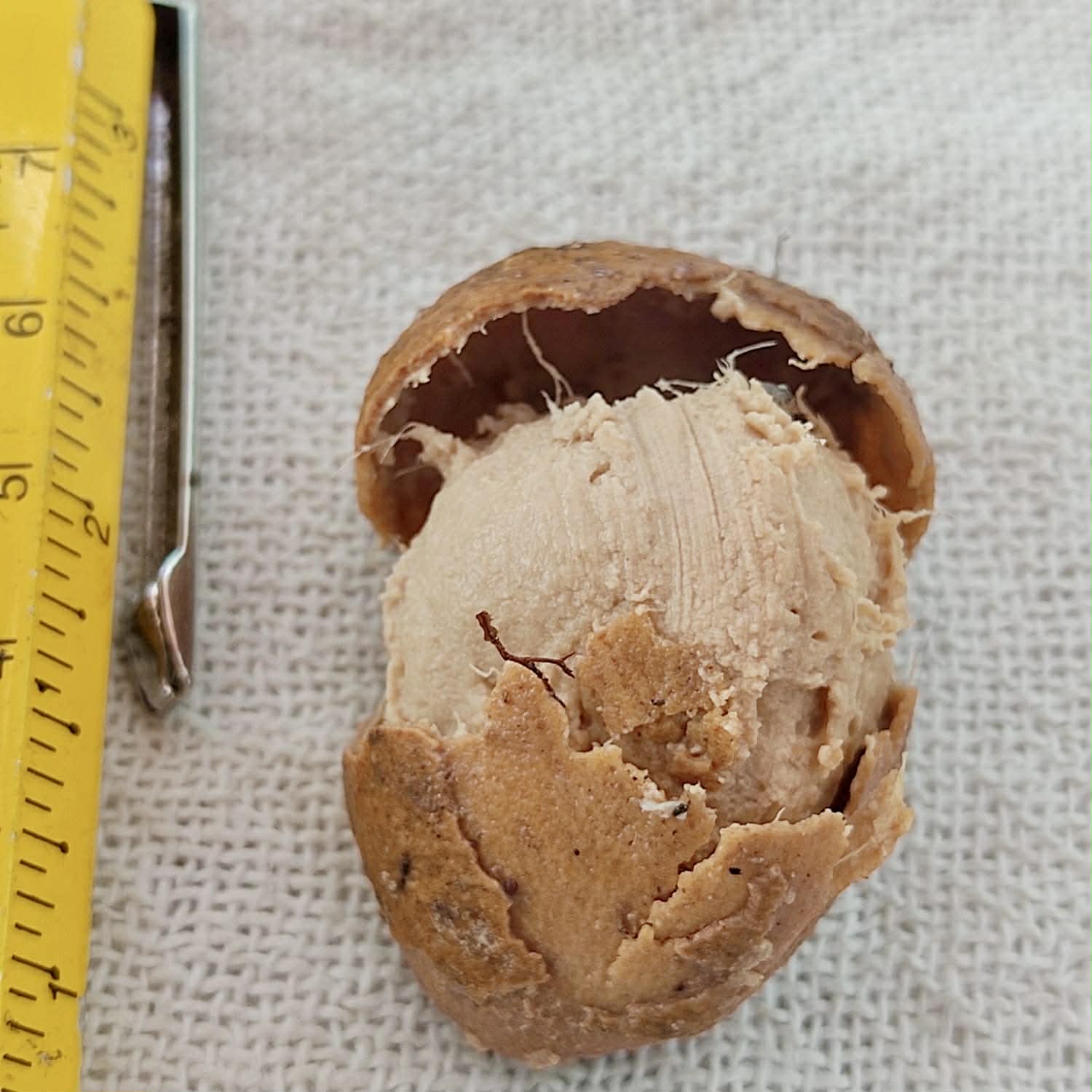 Pre Order - Zollernia modesta - 1 fresh seed / 1 frischer Samen