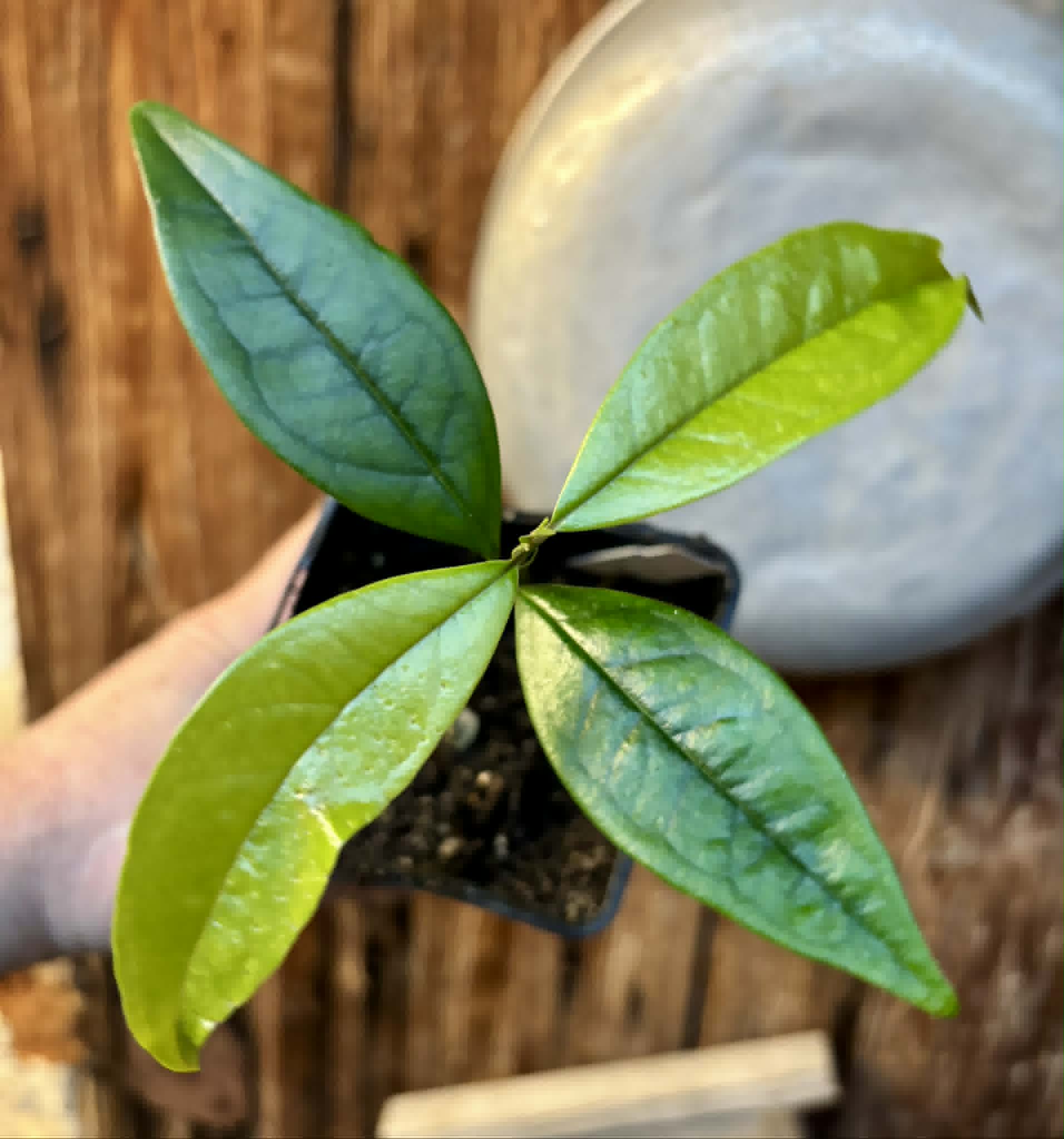 Eugenia sp Vinacea - 1 potted seedling / 1 getopfter Sämling
