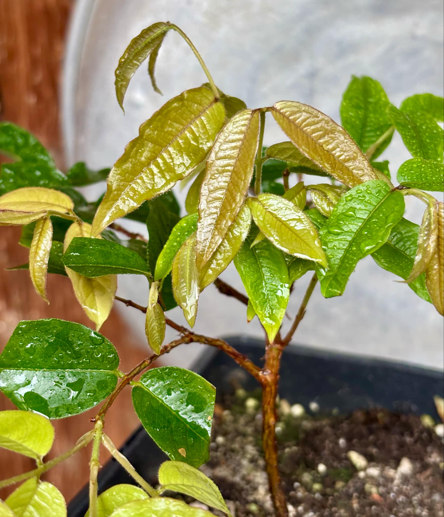 Plinia aureana var. Branca Mel - 1 potted plant / 1 getopfte Pflanze