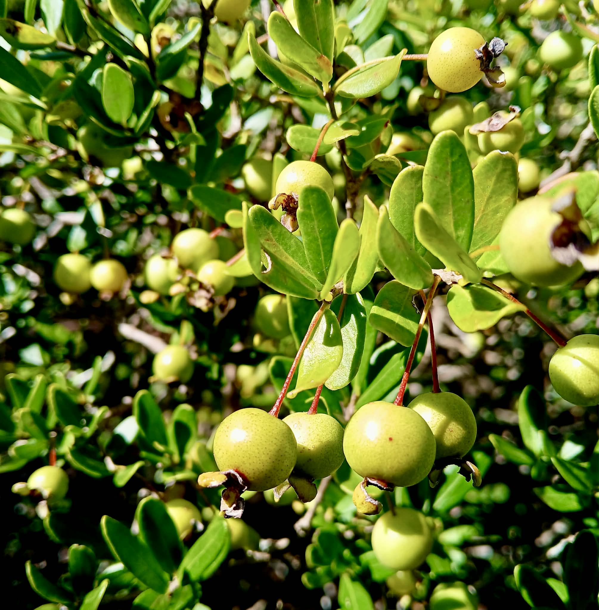 Psidium aff. schenckianum Caetité Bahia  - 1 germinated seed / 1 gekeimter Samen