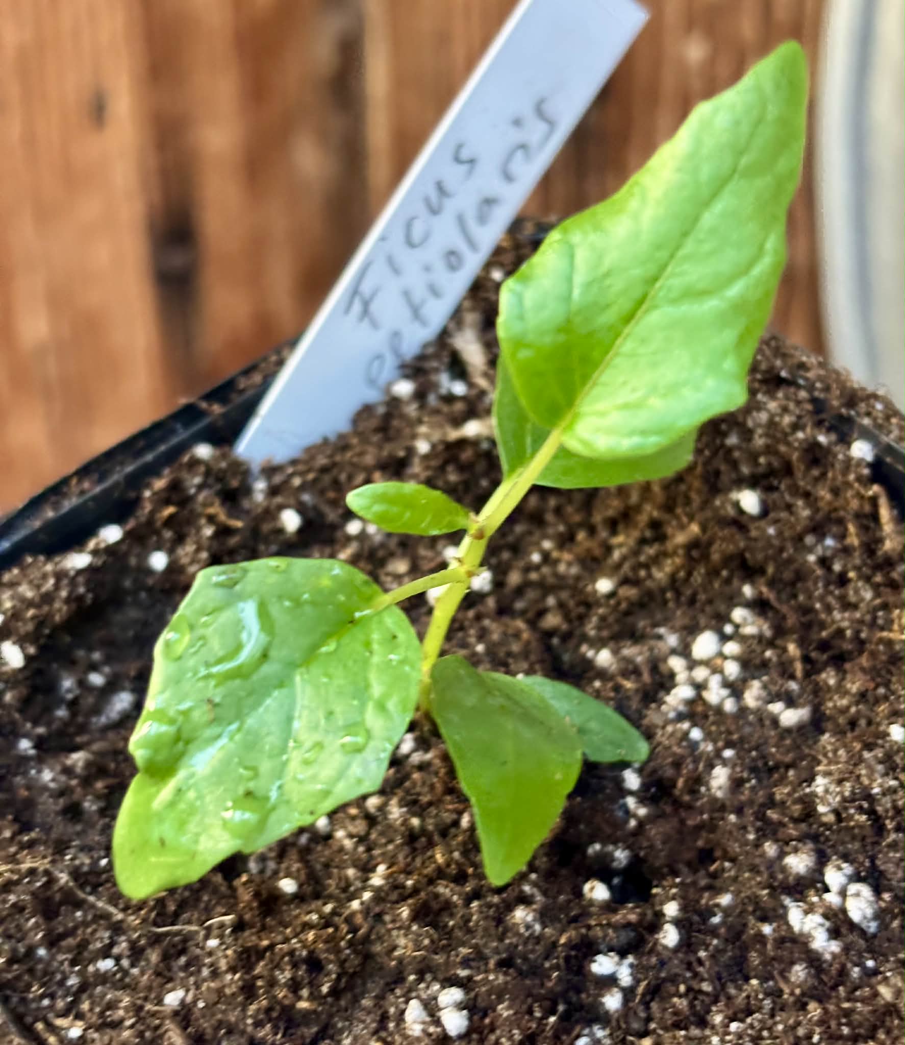 Ficus petiolaris - 1 potted seedling / 1 getopfter Sämling