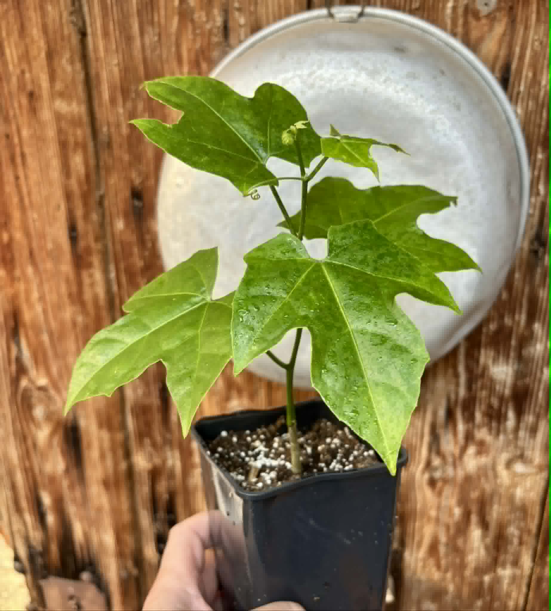 Psiguria umbrosa - 1 potted seedling / 1 getopfter Sämling