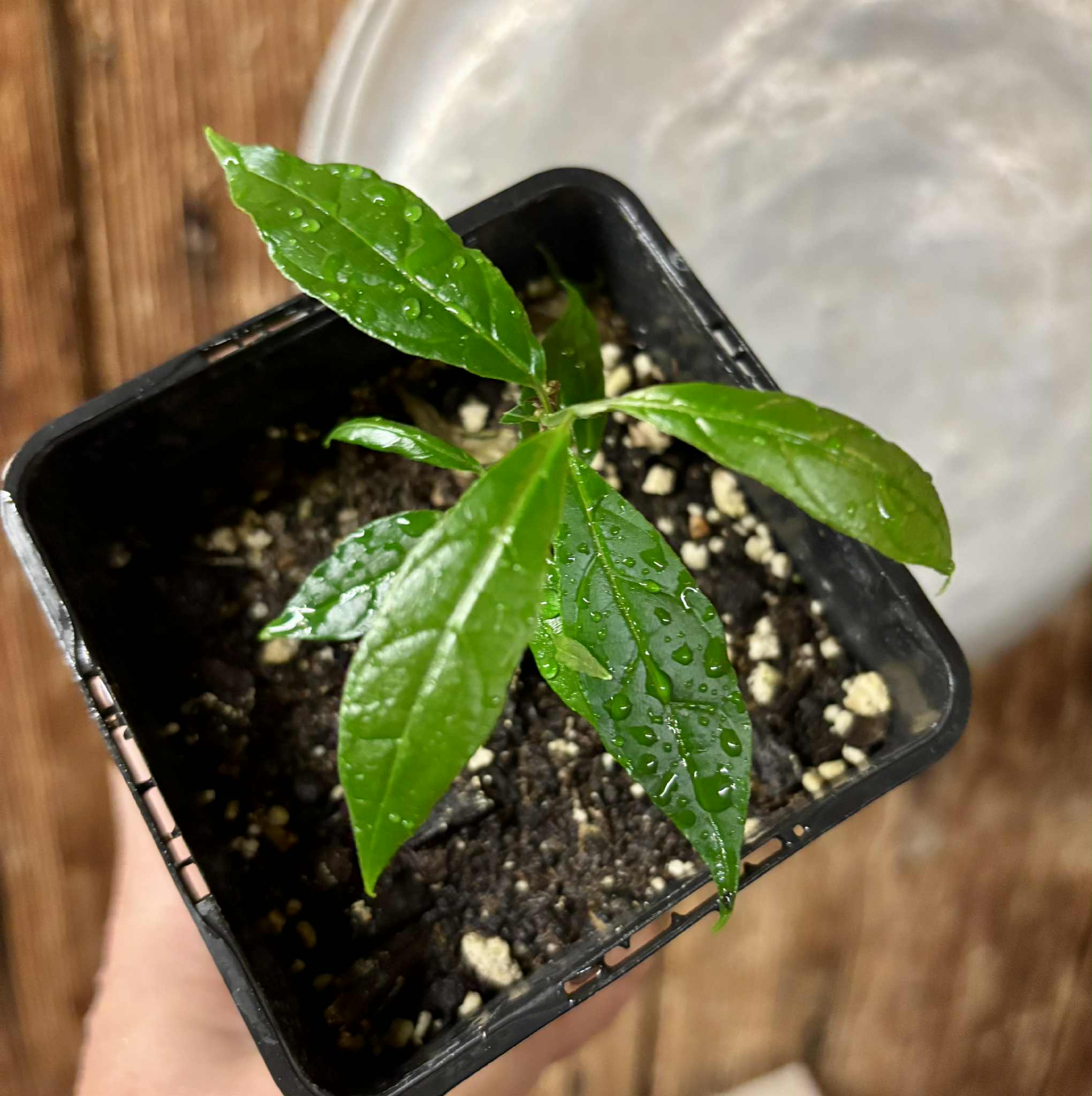 Campomanesia ilhoensis - Guabiroba do Nordeste 1 potted plant / 1 getopfte Pflanze