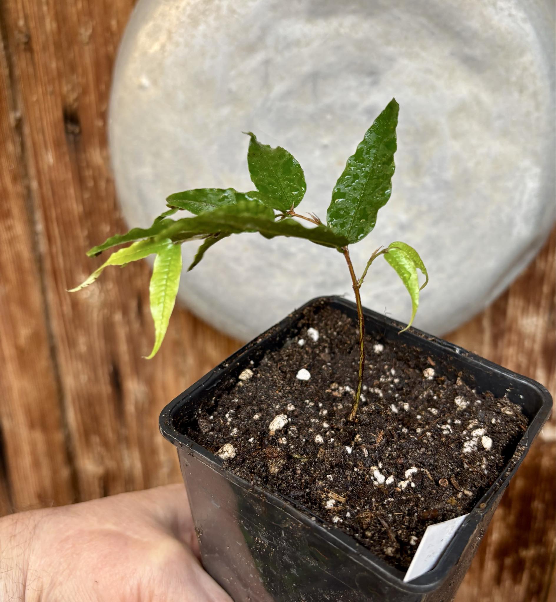 Plinia sp Dandara -  1 small potted seedling / 1 kleiner, getopfter Sämling