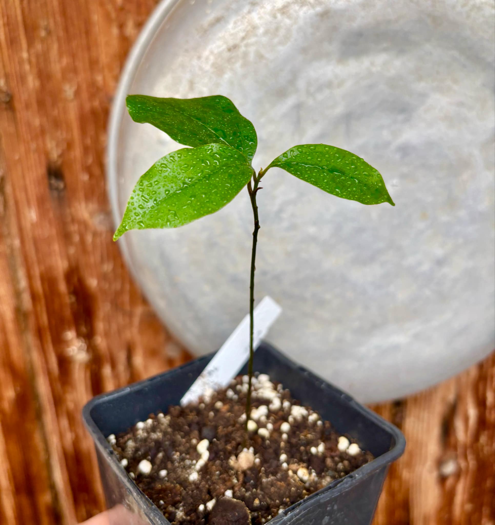 ZIMT - True Cinnamon (Cinnamomum verum) -  1 potted plant / 1 getopfte Pflanze 