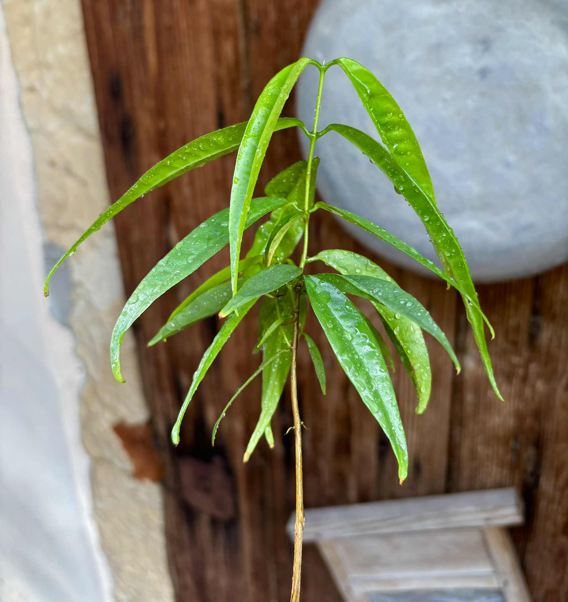 Eugenia bahiensis var. Sementes pintada  - 1 potted plant / 1 getopfte Pflanze