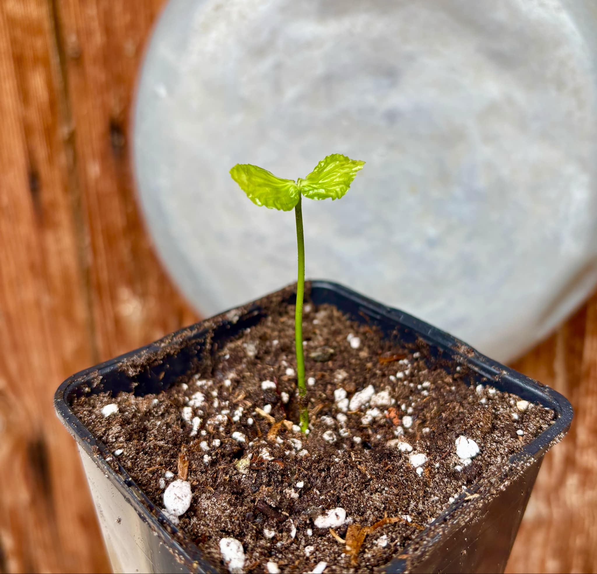 Tringuapa (Geissospermum laeve)  - 1 small potted seedling / 1 kleiner, getopfter Sämling