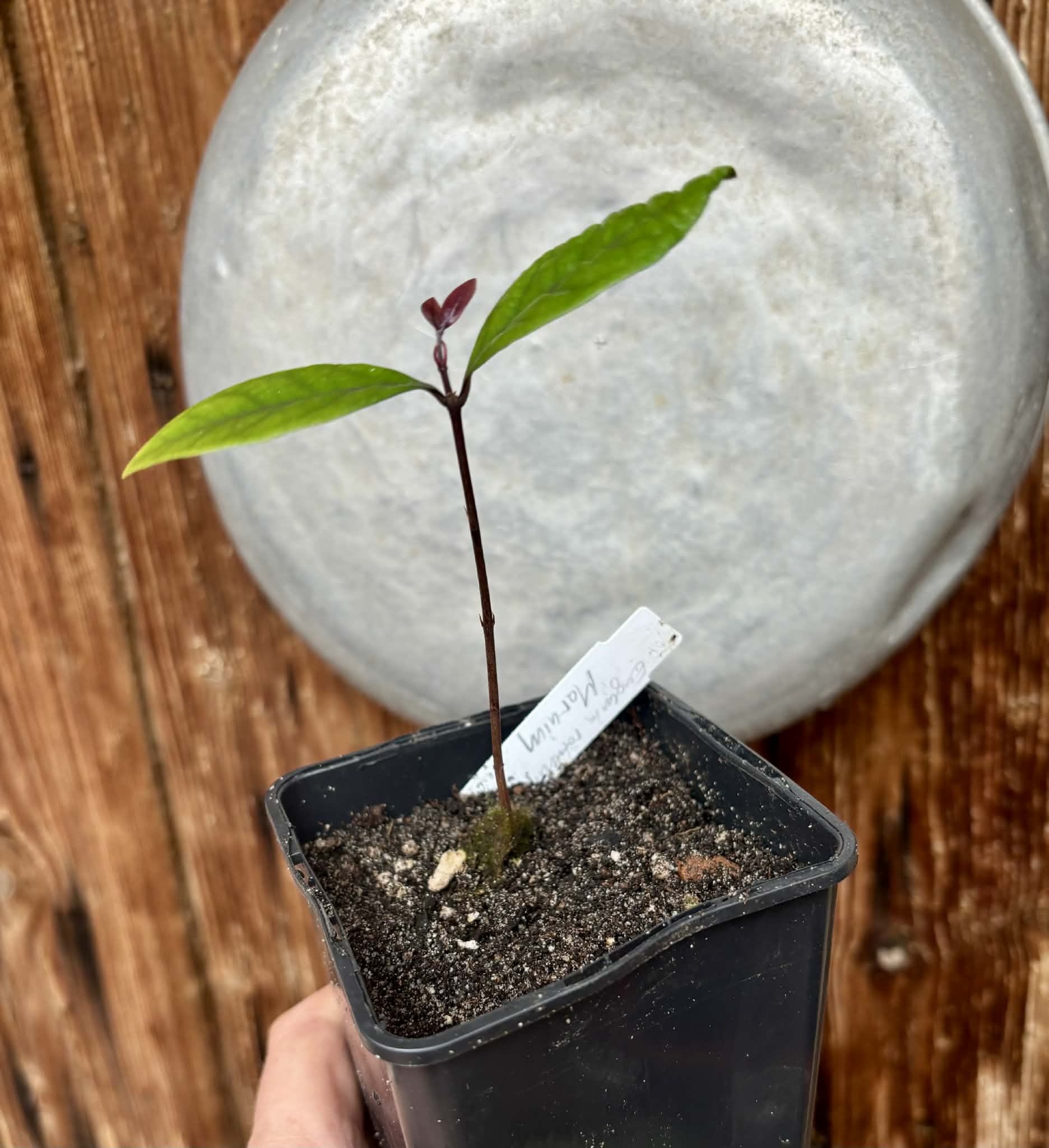 Eugenia rotundifolia var. Maruim - 1 potted seedling / 1 getopfter Sämling