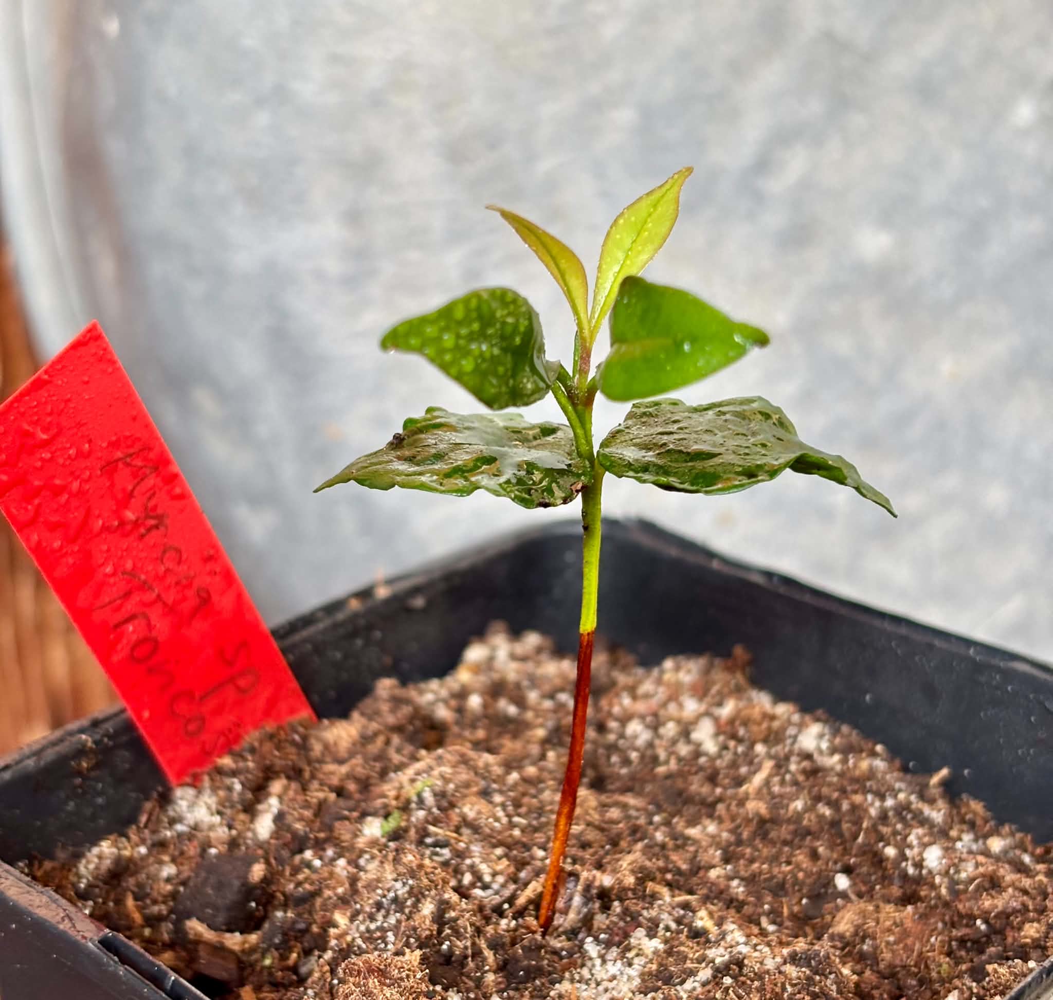 Myrcia sp Trancoso -  1 potted seedling / 1 getopfter Sämling