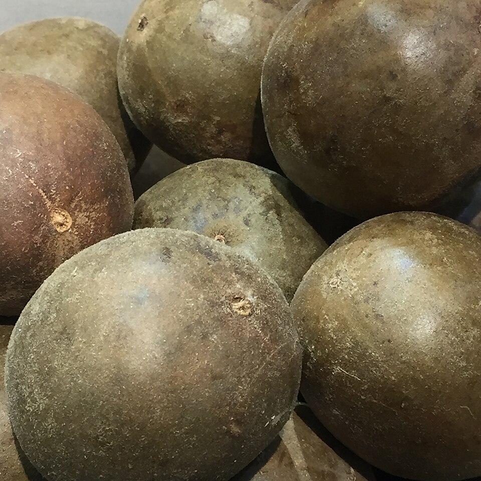 Monk Fruit (Siraitia grosvenorii) – Luo Han Guo - 5 fresh seeds / 5 frische Samen