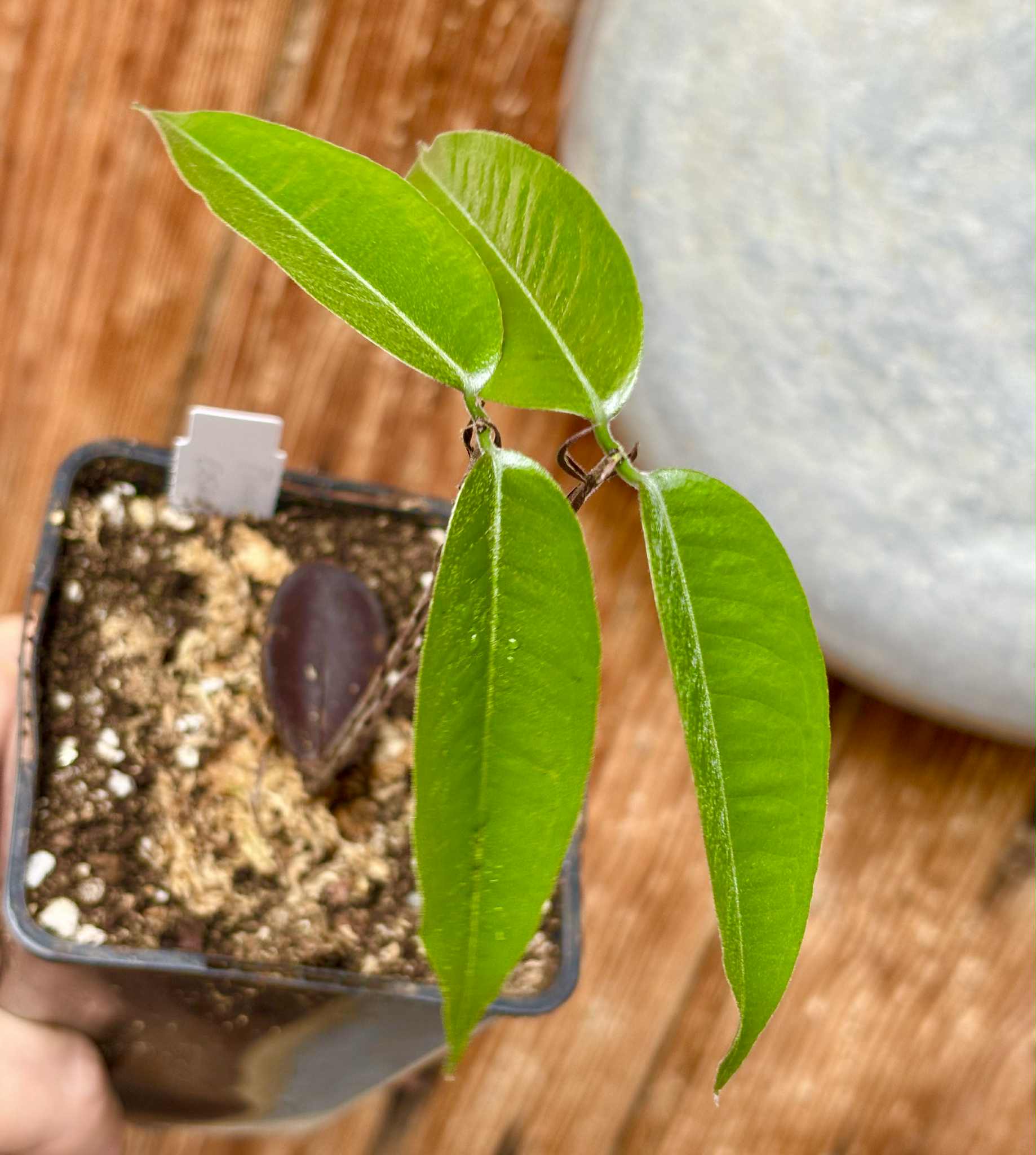 two shots from one seed - Plinia costaricensis -  1 potted seedling / 1 getopfter Sämling