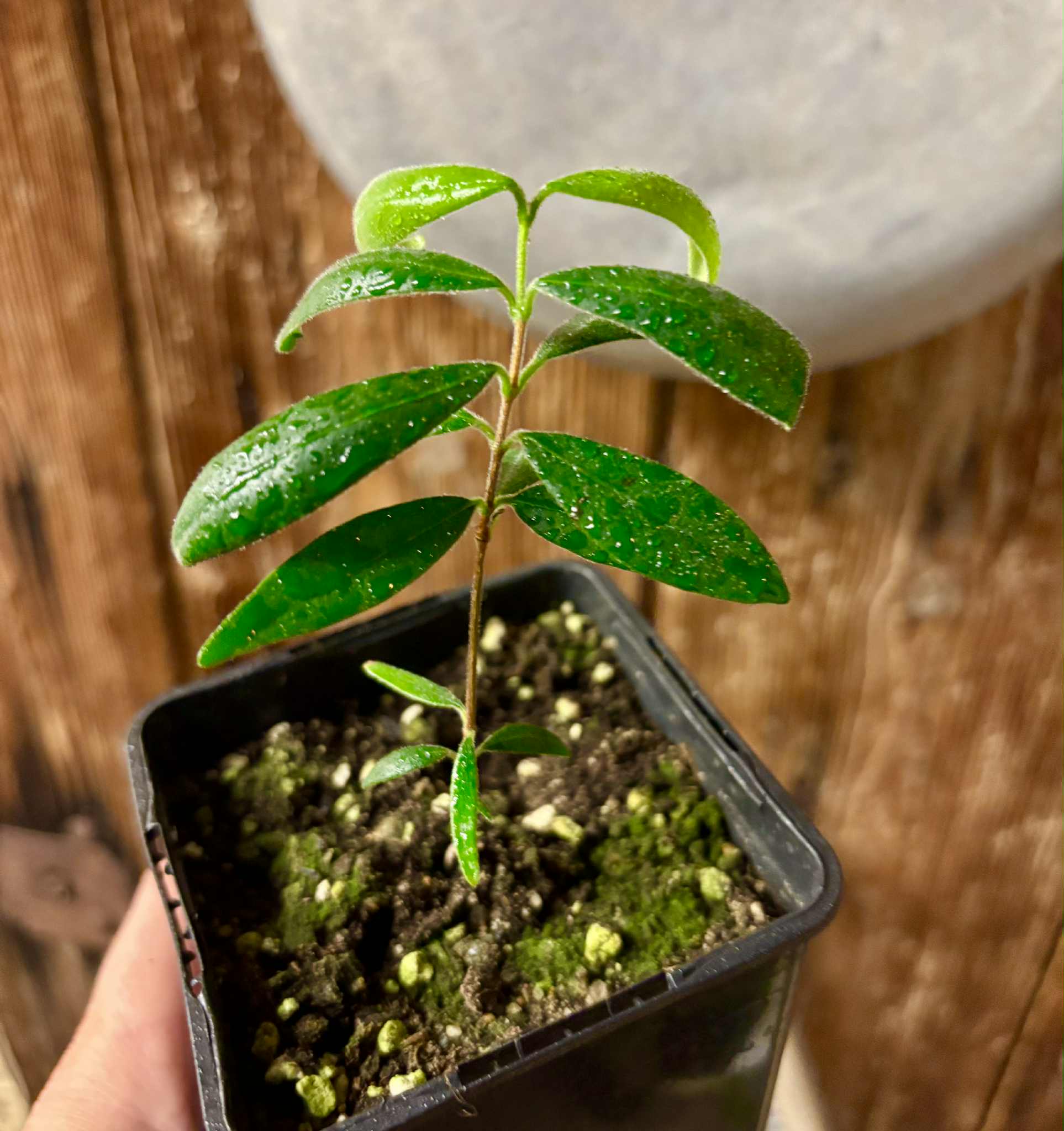 Eugenia caipora BIG - 1 potted plant / 1 getopfte Pflanze Eugenia caipora BIG - 1 potted plant / 1 getopfte Pflanze