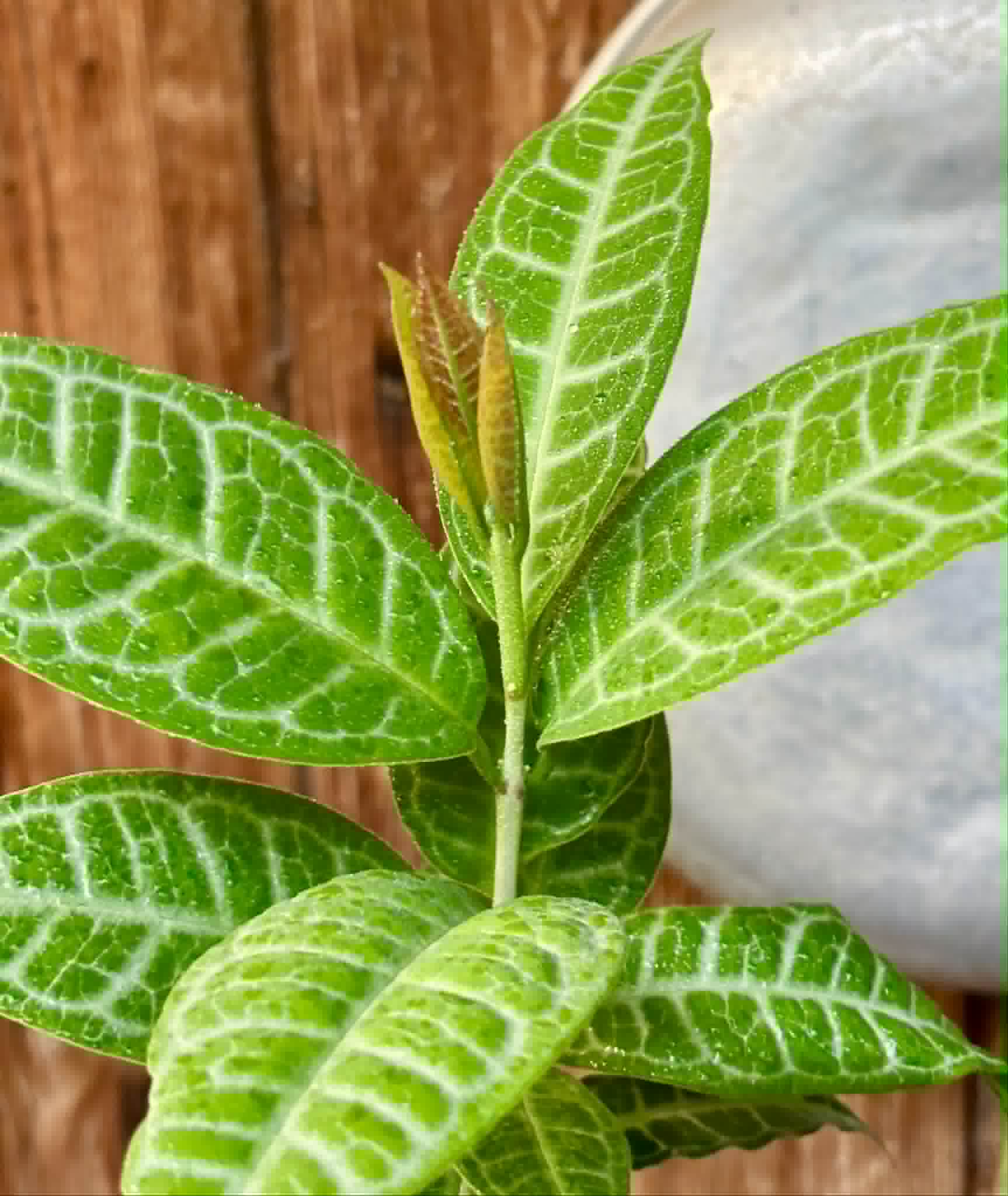 Eugenia sp Labisia -  1 potted plant / 1 getopfte Pflanze