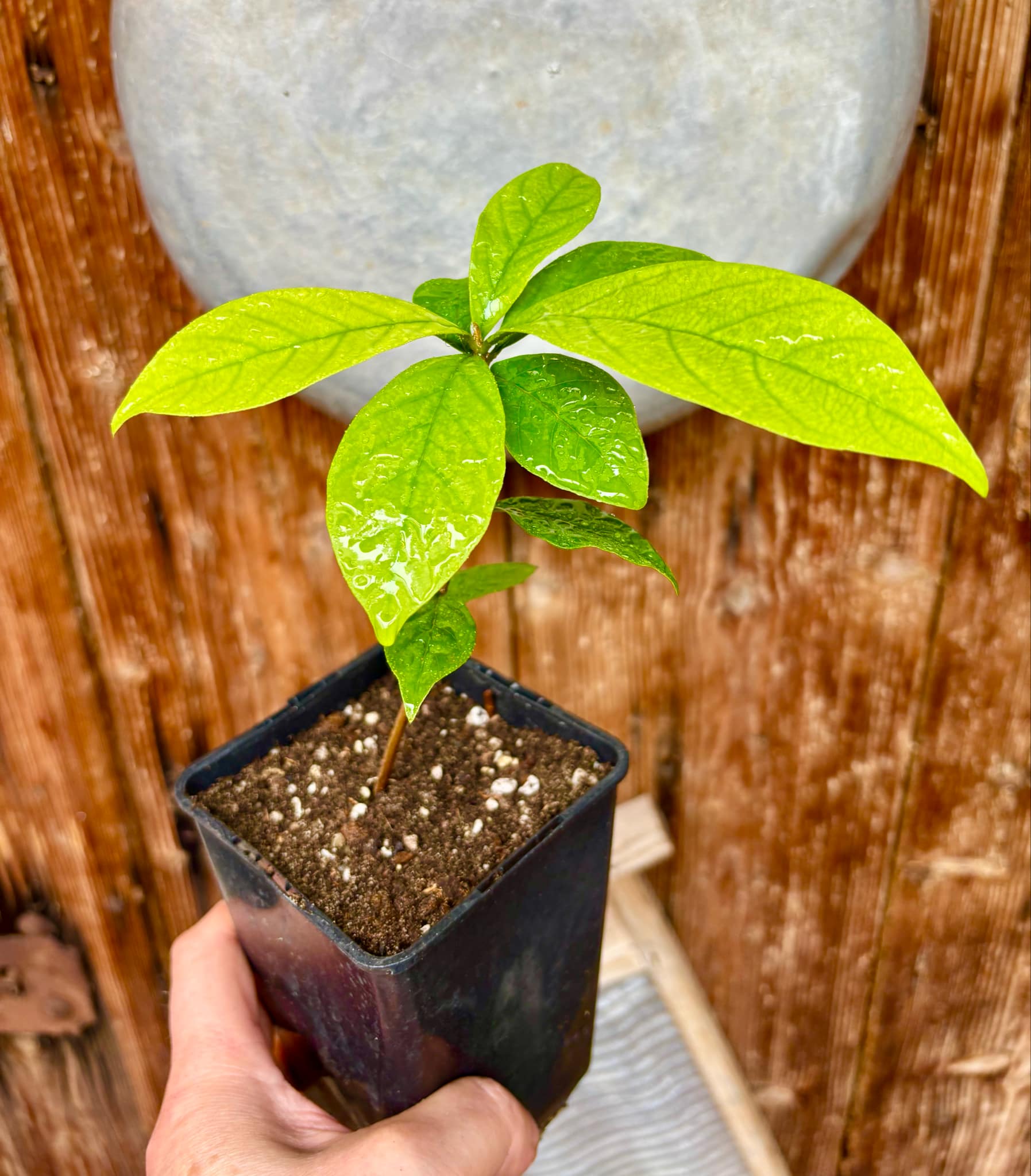 Marmixa (Pradosia lactescens) - 1 potted plant / 1 getopfte Pflanze