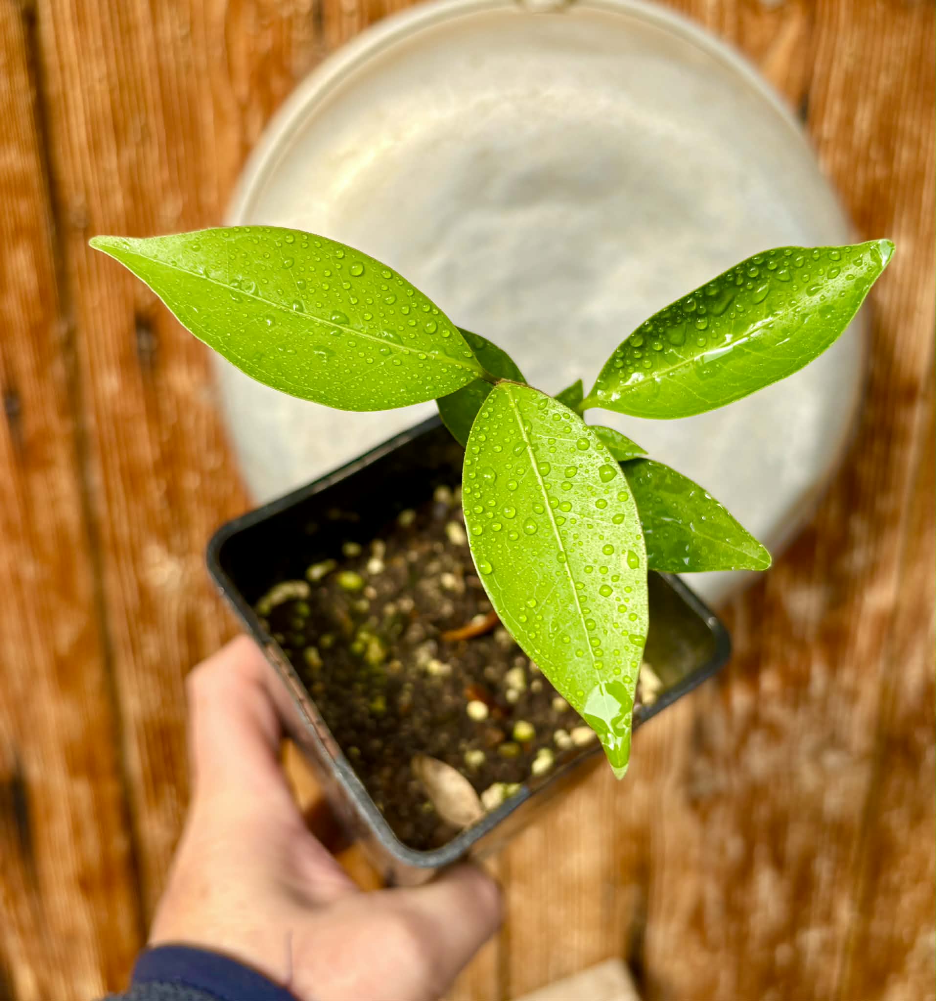 Eugenia flamingensis - 1 potted seedling / 1 getopfter Sämling