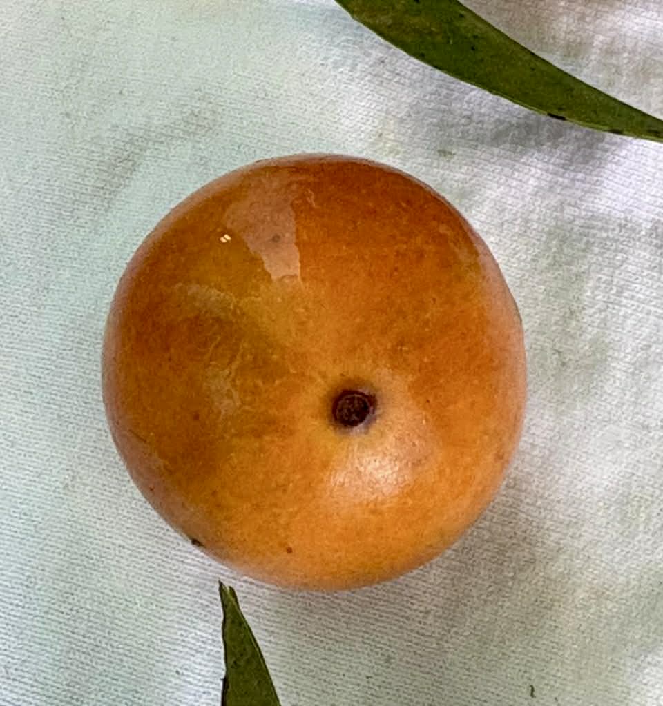 Myrciaria sp Pirangi - Rare exotic plant and seeds - Seltene exotische Pflanze und Samen