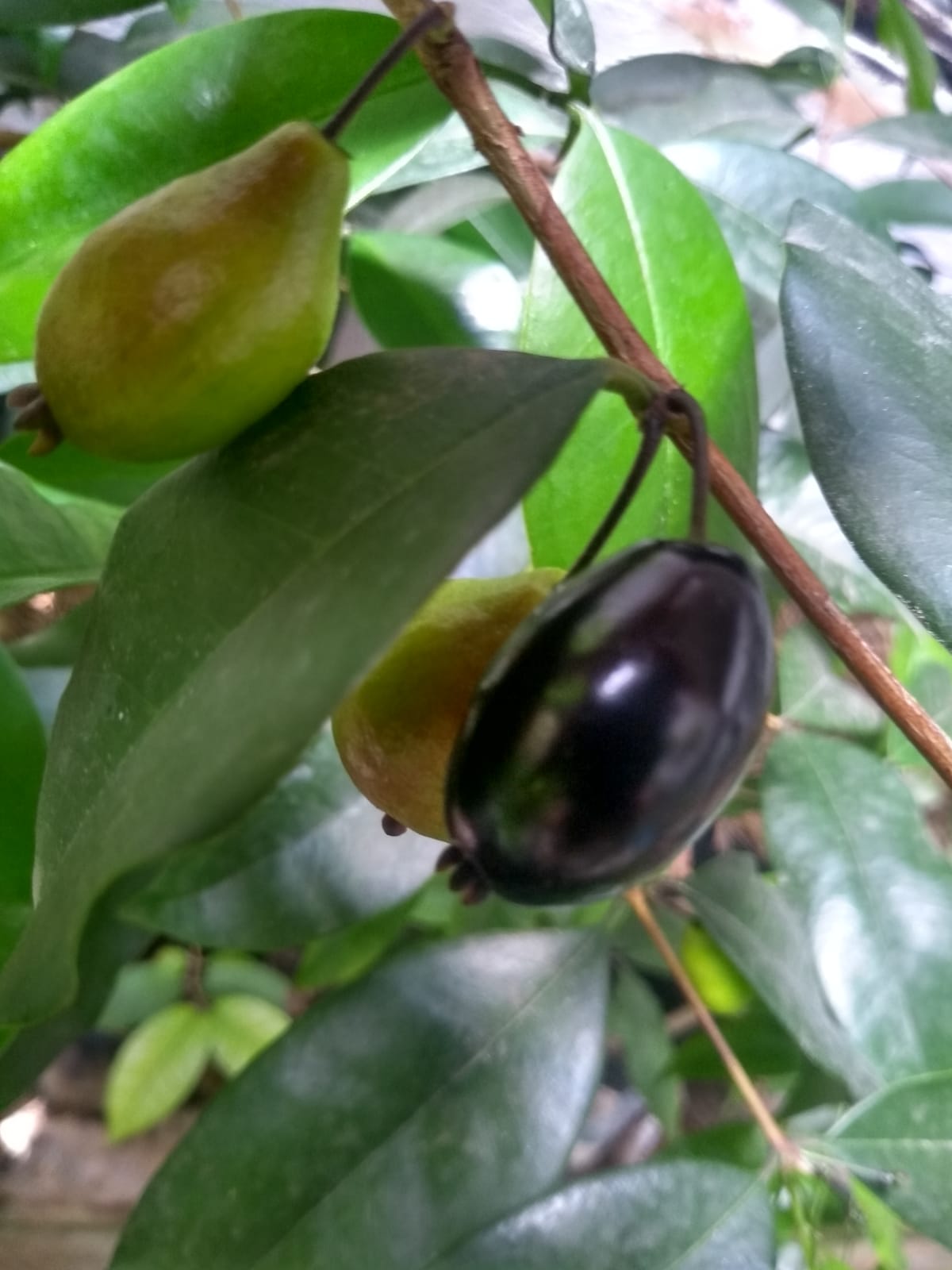 Eugenia arvensis - 1 germinated seed / 1 gekeimter Samen