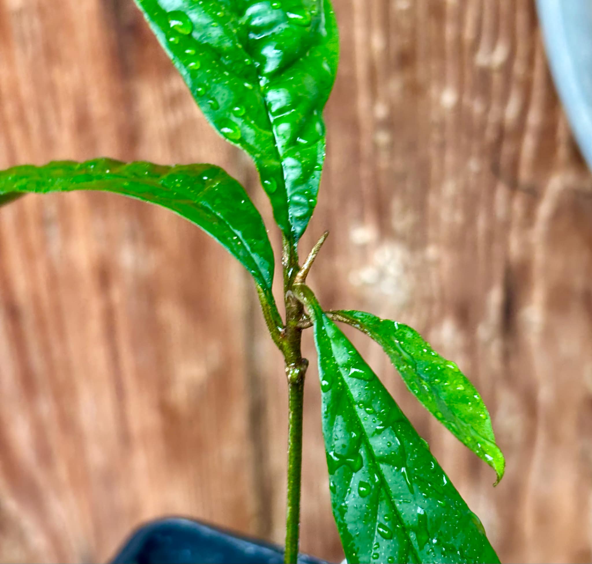Aglaia korthalsii - 1 potted plant / 1 getopfte Pflanze