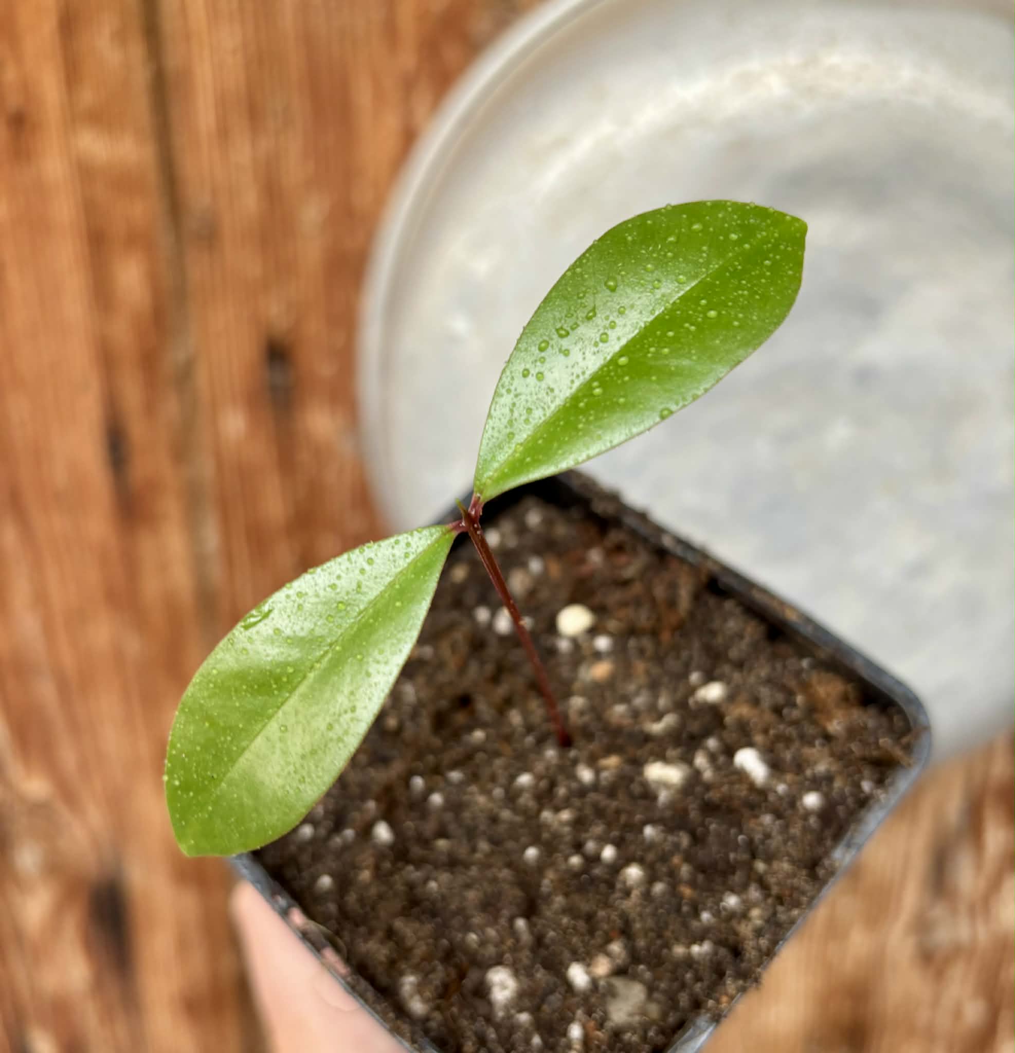 Syzygium grande - 1 potted seedling / 1 getopfter Sämling