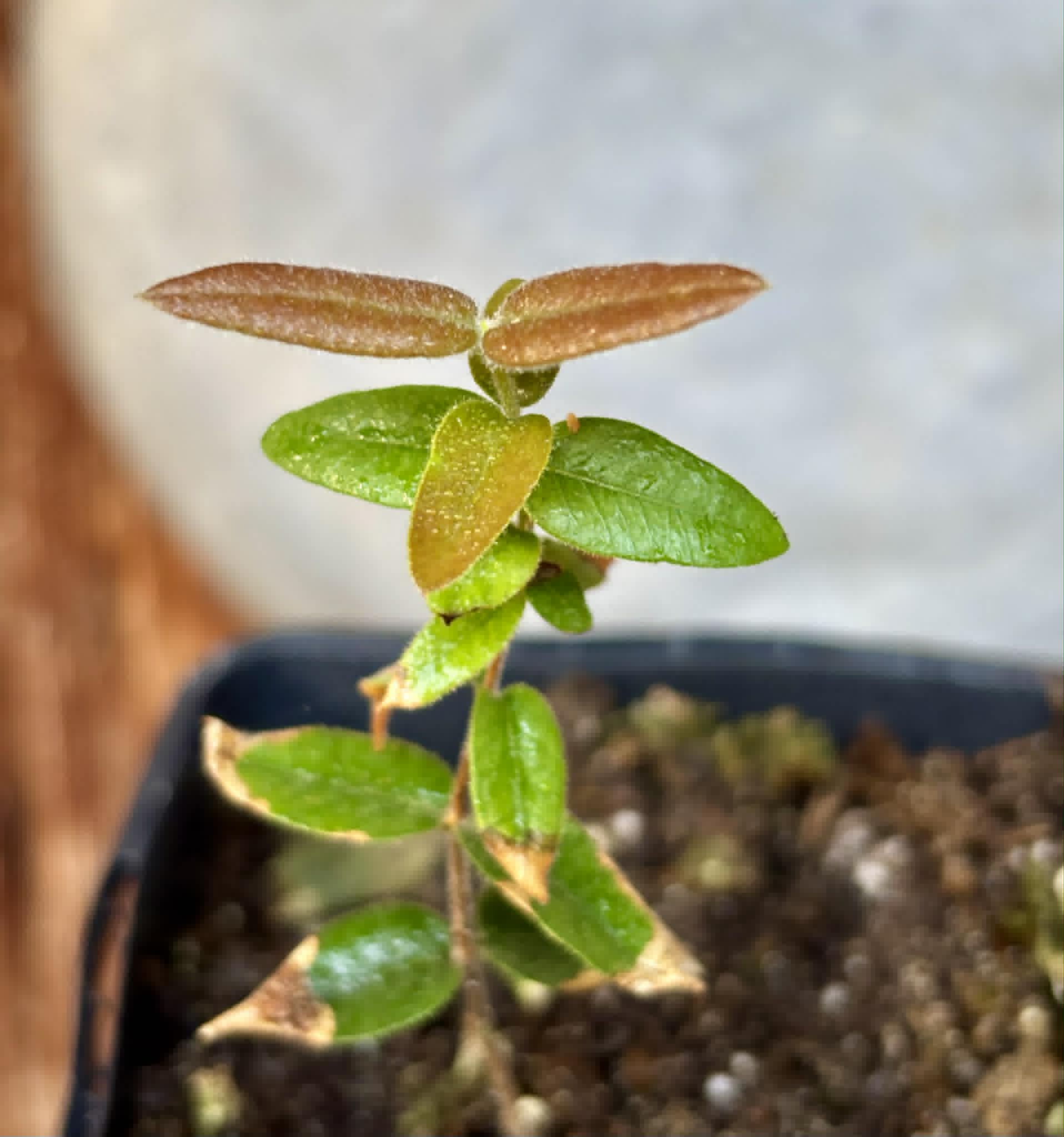 Myrciaria caerulescens (Roxa - Blue Guaquiea) - 1 potted seedling / 1 getopfter Sämling
