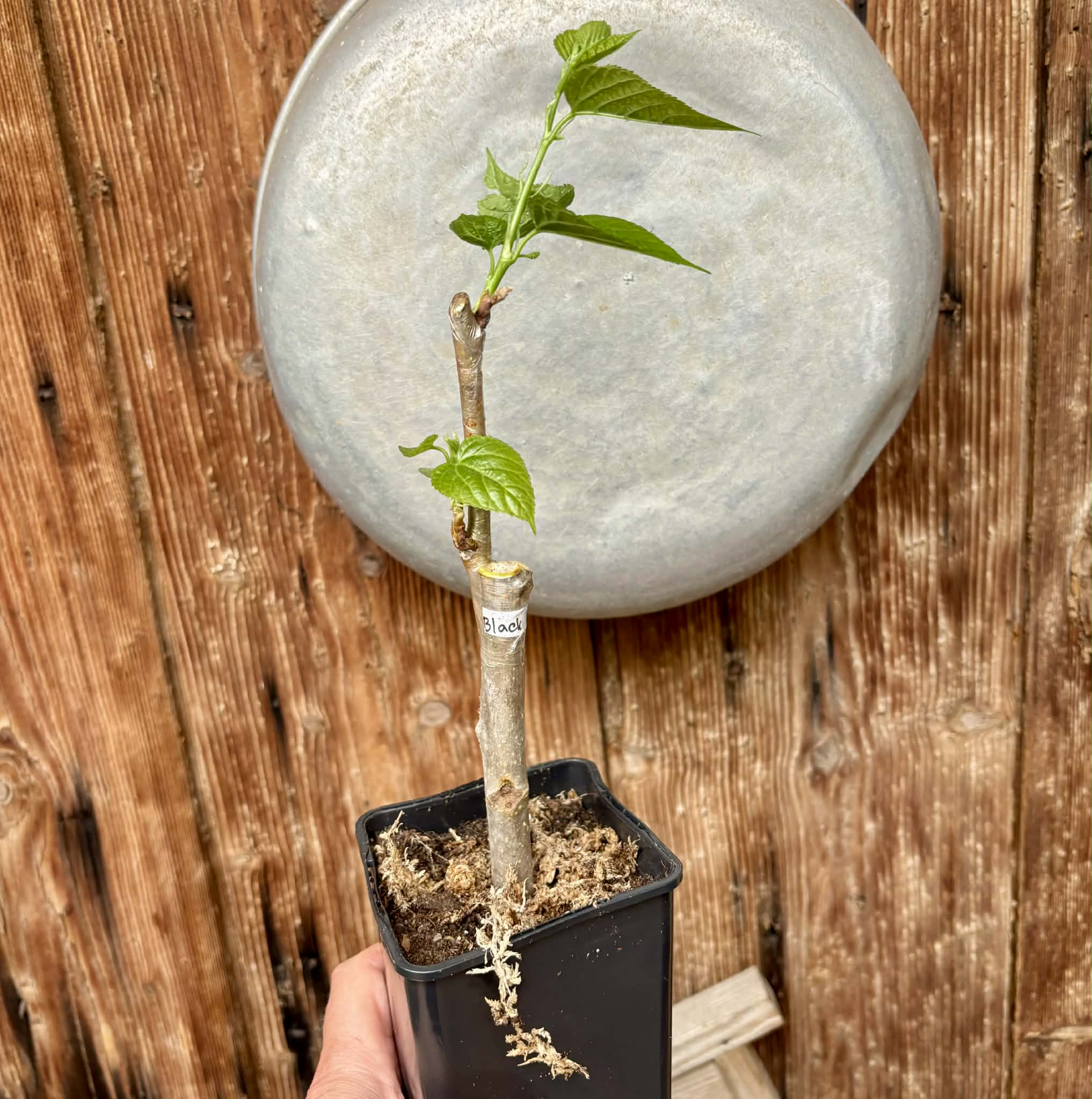 For Self-Rooting - Australian Black (Morus nigra 'Australian Black') - 1 grafted, potted plant / 1 veredelte, getopfte Pflanze