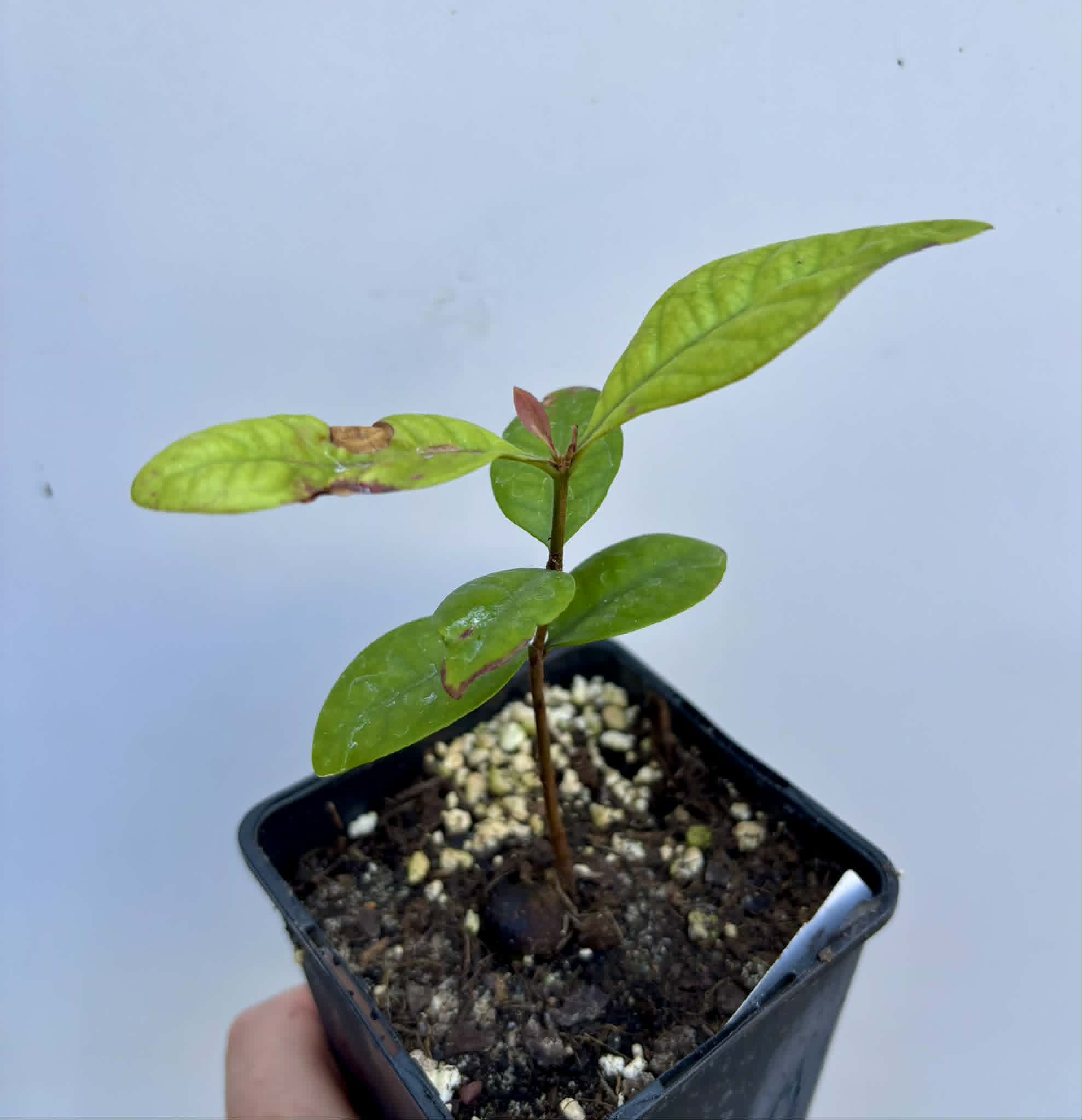 Eugenia rotundifolia var. Camamu - 1 potted seedling / 1 getopfter Sämling