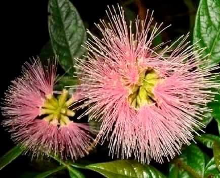 Pink Dwarf Ice Cream Bean (Inga vulpina)  - 1 potted plant / 1 getopfte Pflanze