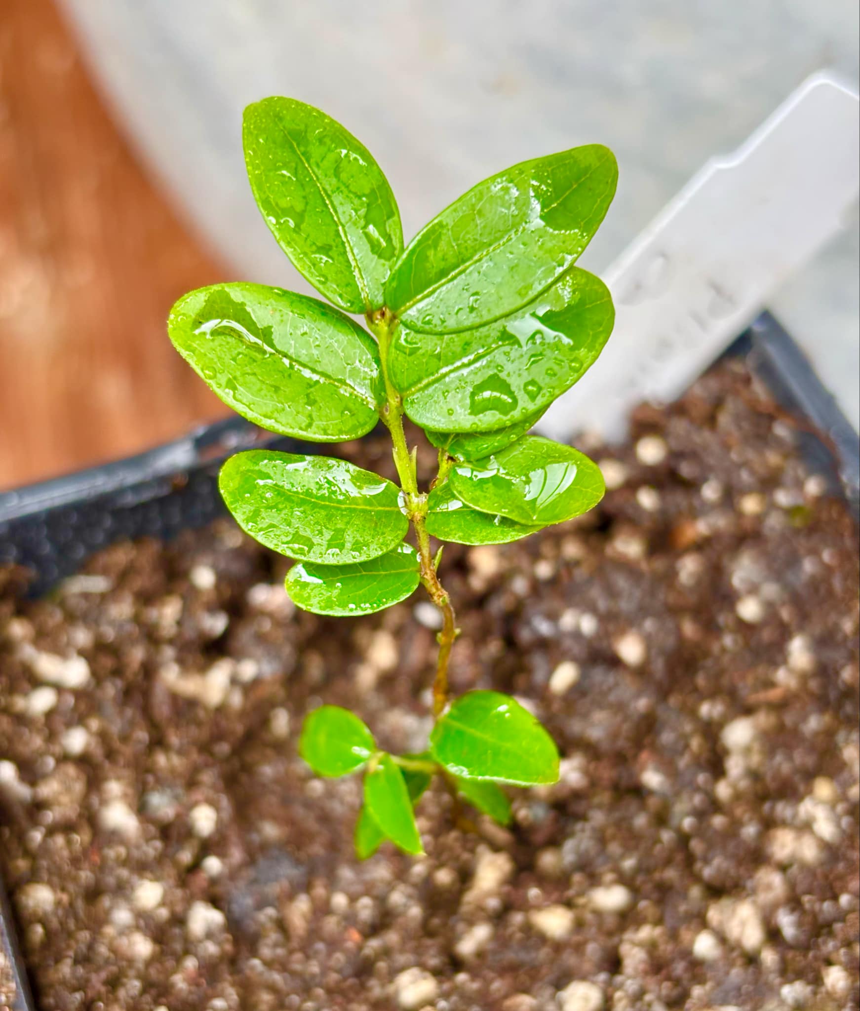 Jaboticaba - Plinia sp Canelinha Polpa branca - 1 small potted seedling / 1 kleiner, getopfter Sämling