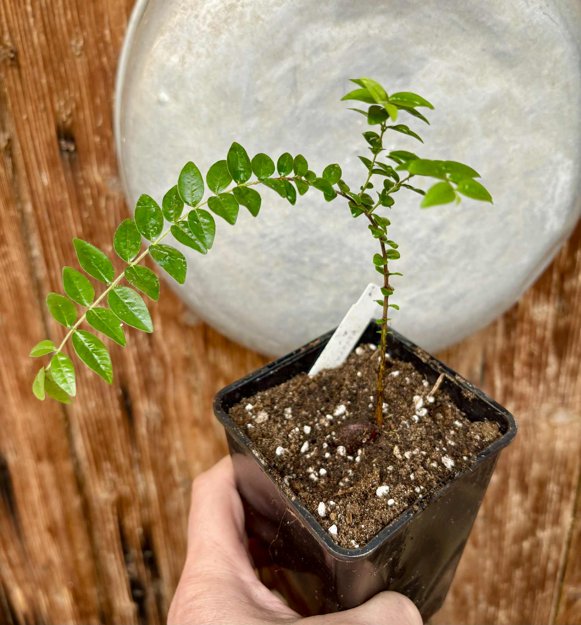 Myrciaria sp Pastora Nr. B - 1 potted seedling / 1 getopfter Sämling