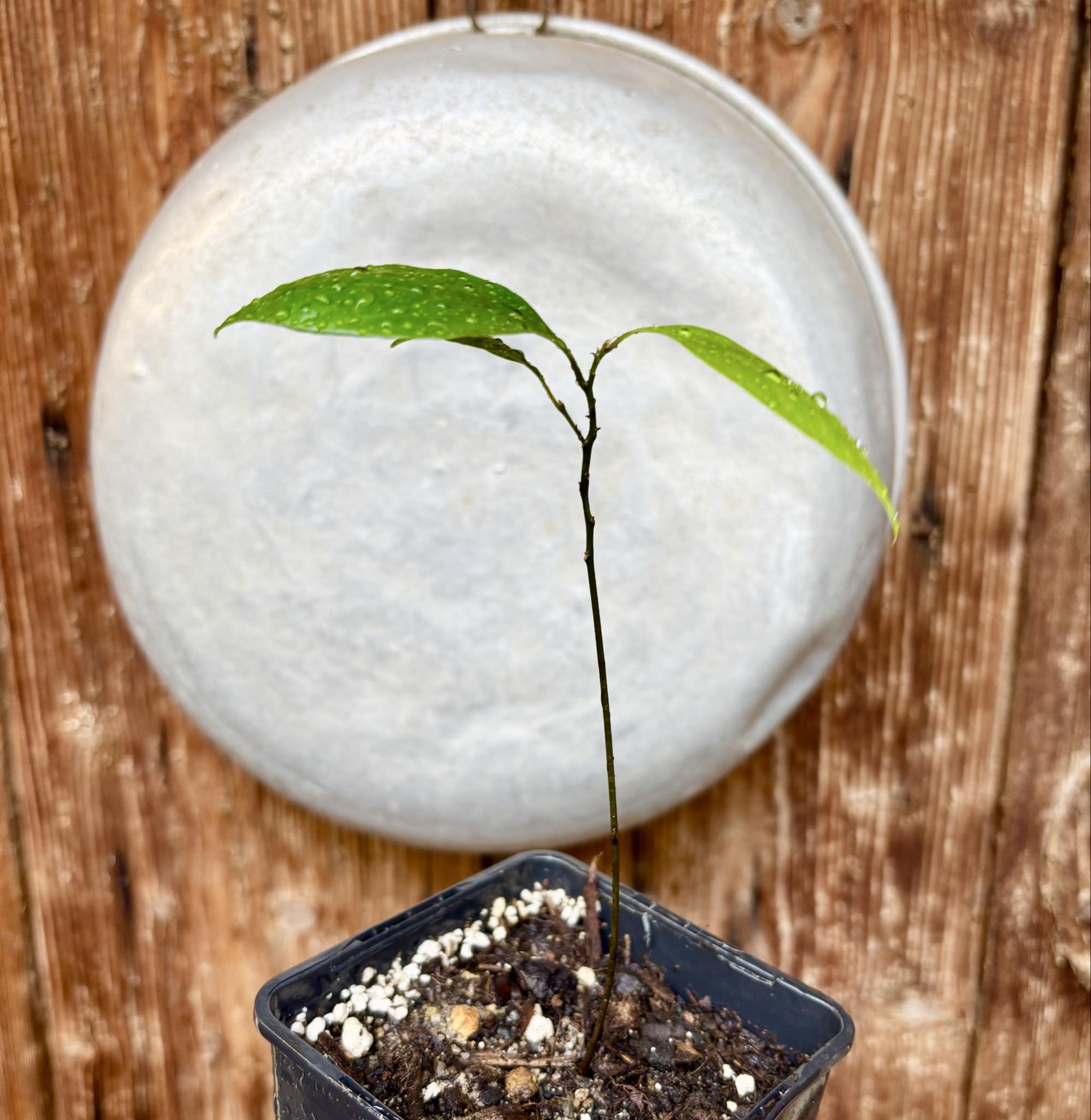ZIMT - True Cinnamon (Cinnamomum verum) -  1 potted plant / 1 getopfte Pflanze 