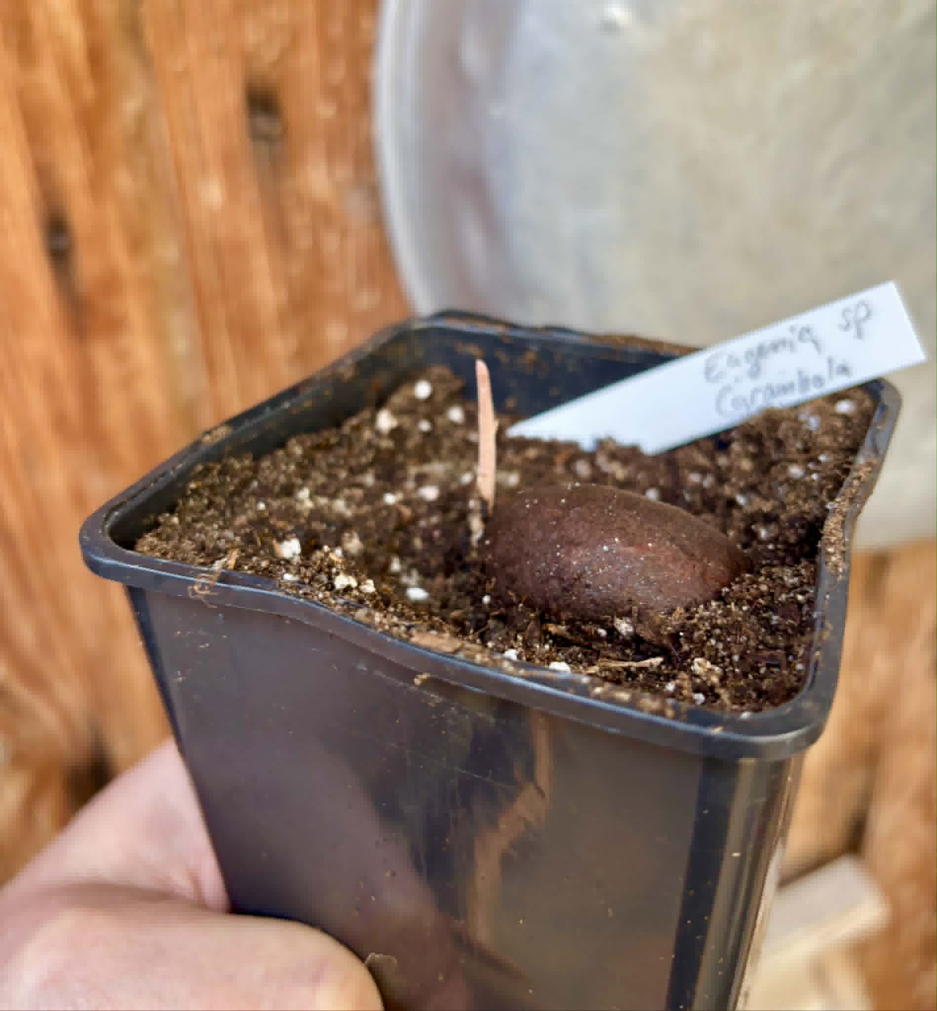 Eugenia sp Carambola - 1 potted seedling / 1 getopfter Sämling