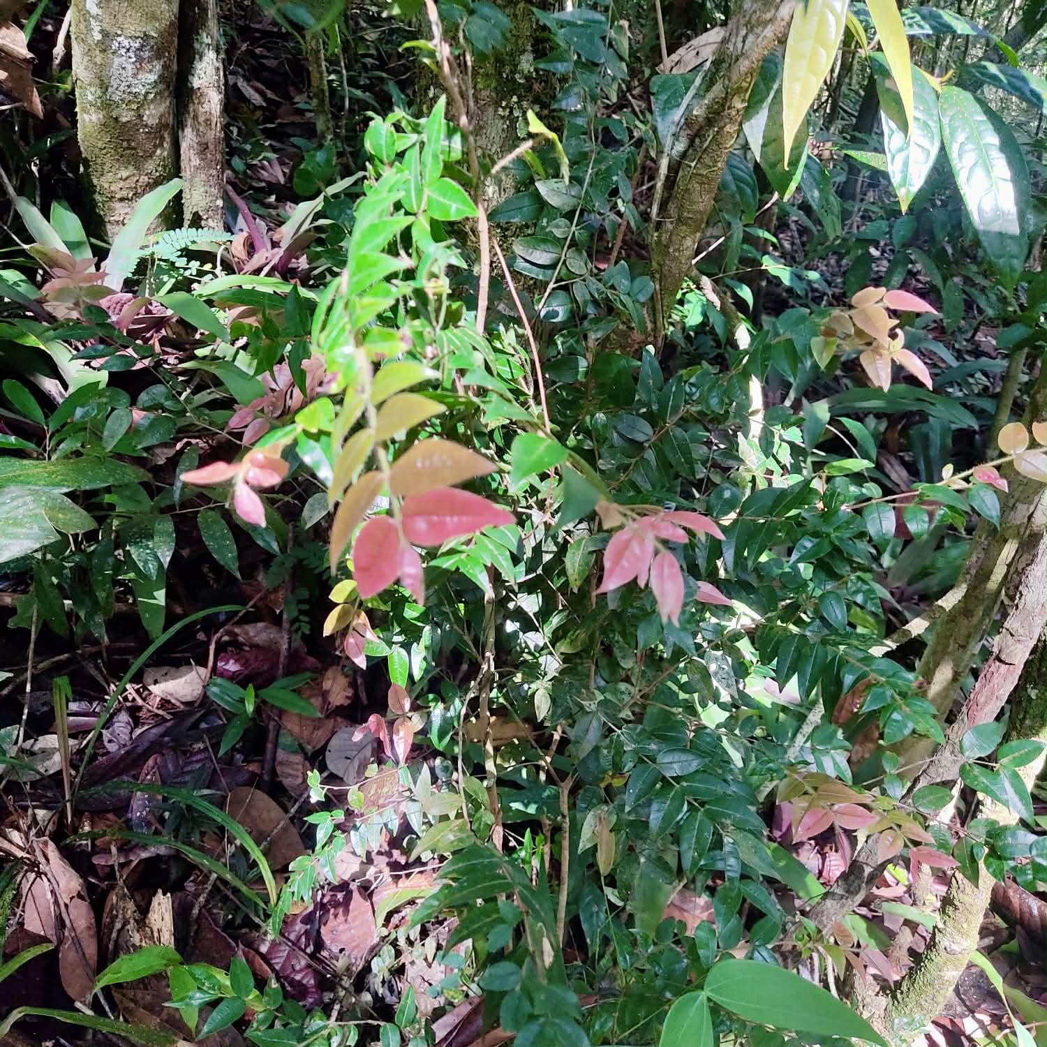 only 2 seeds available - Pre Order - Myrciaria sp Serra de Jiboia -  1 fresh seed / 1 frischer Samen