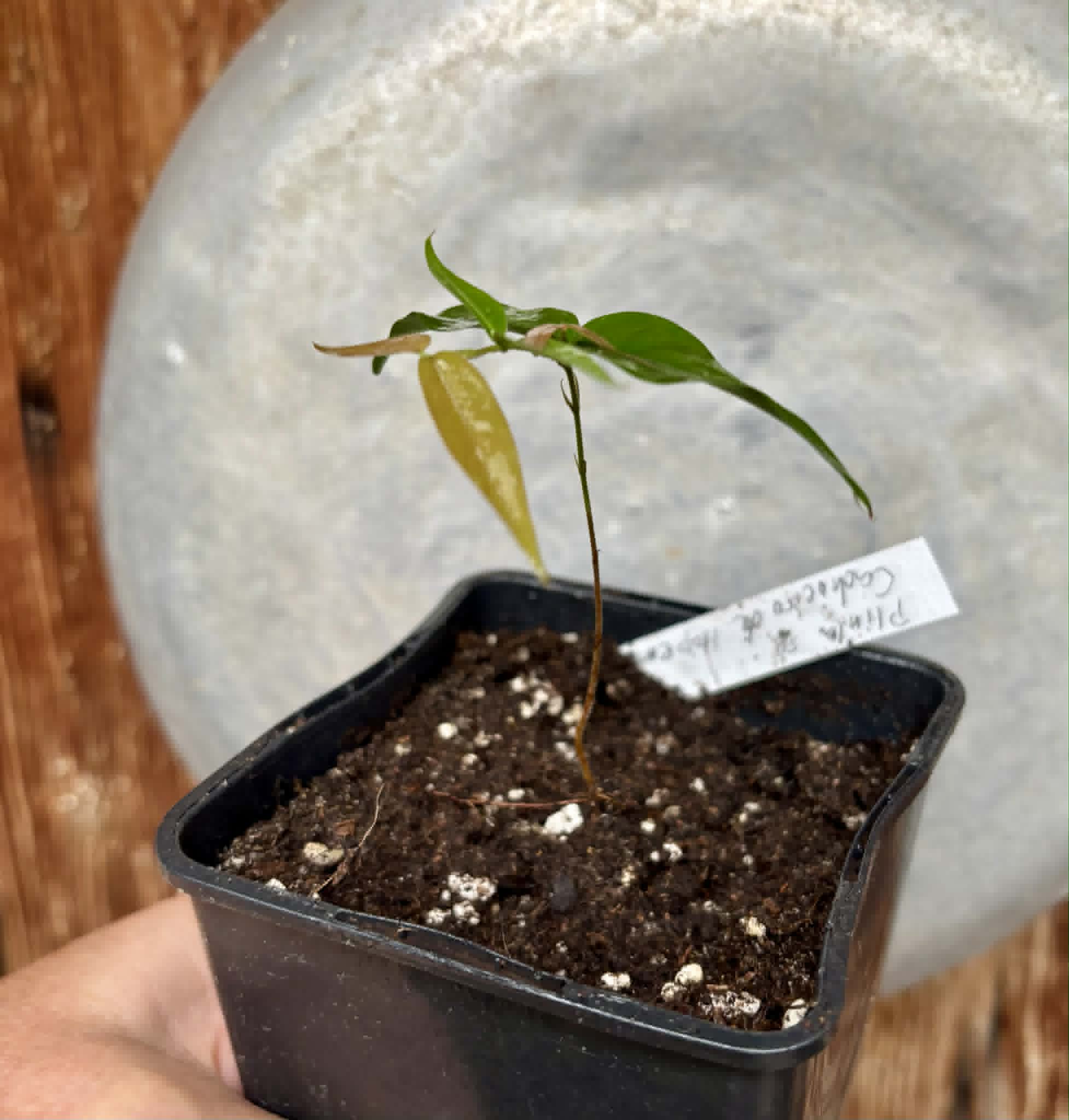 Plinia sp. Cachoeiro de Itapemirim - 1 potted seedling / 1 getopfter Sämling