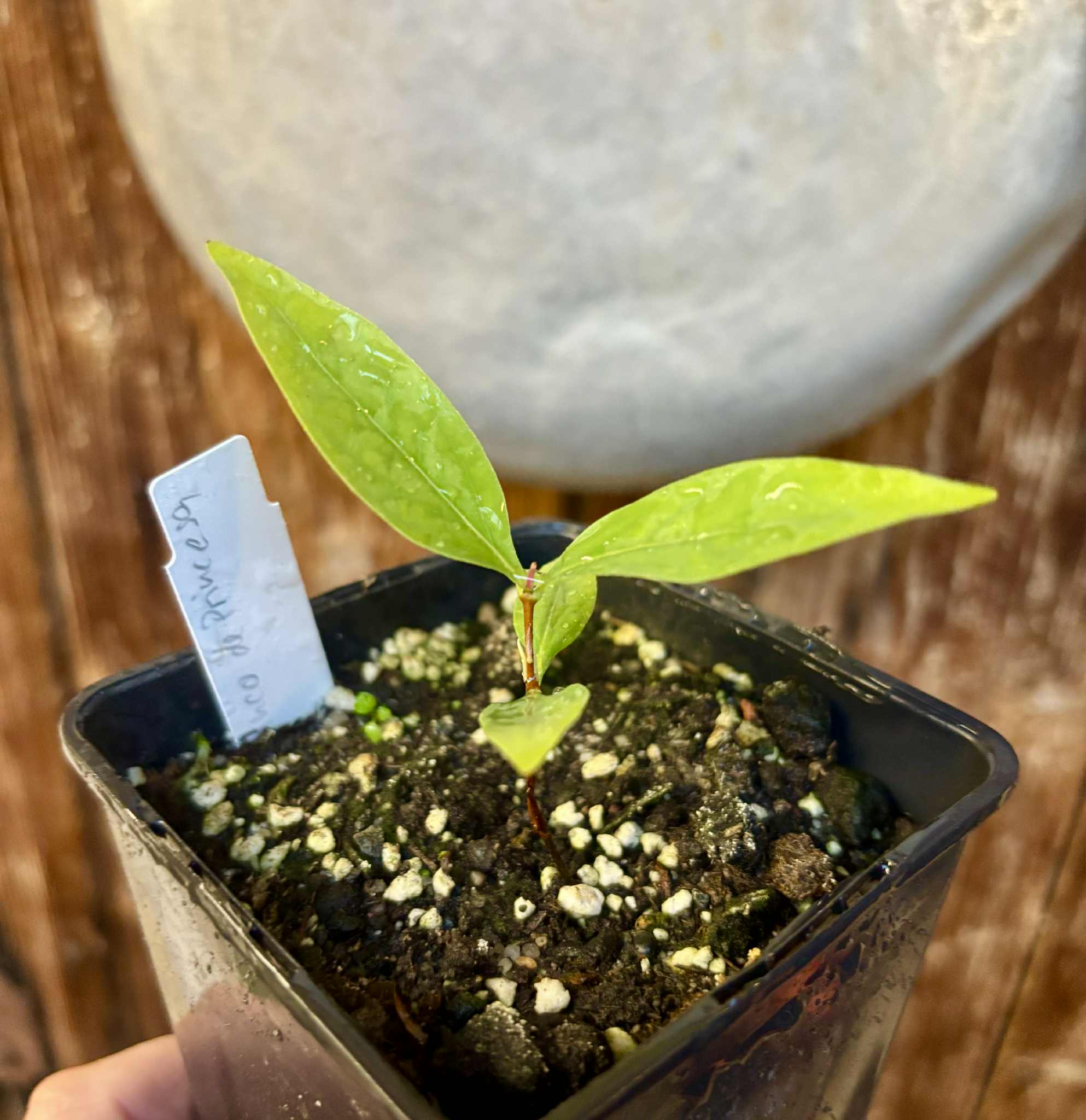 Cagaita var. "Brinco de Princesa" (Eugenia dysenterica) - 1 potted plant / 1 getopfte Pflanze