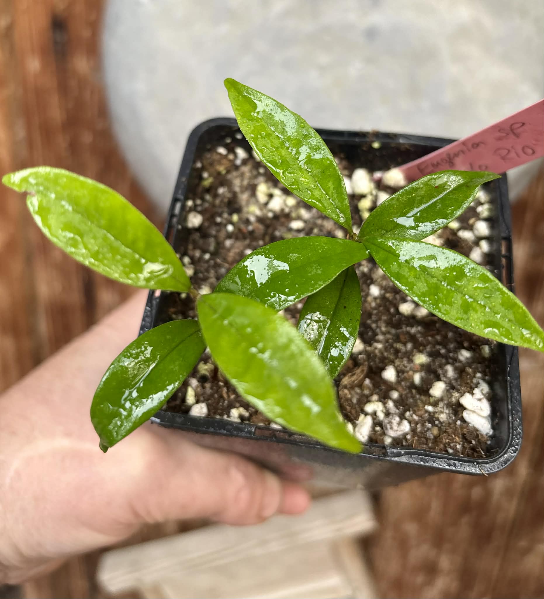 2 in 1 pot - Eugenia sp Roxa do Rio - 2 seedlings in one pot / 2 Sämlinge in einem Topf