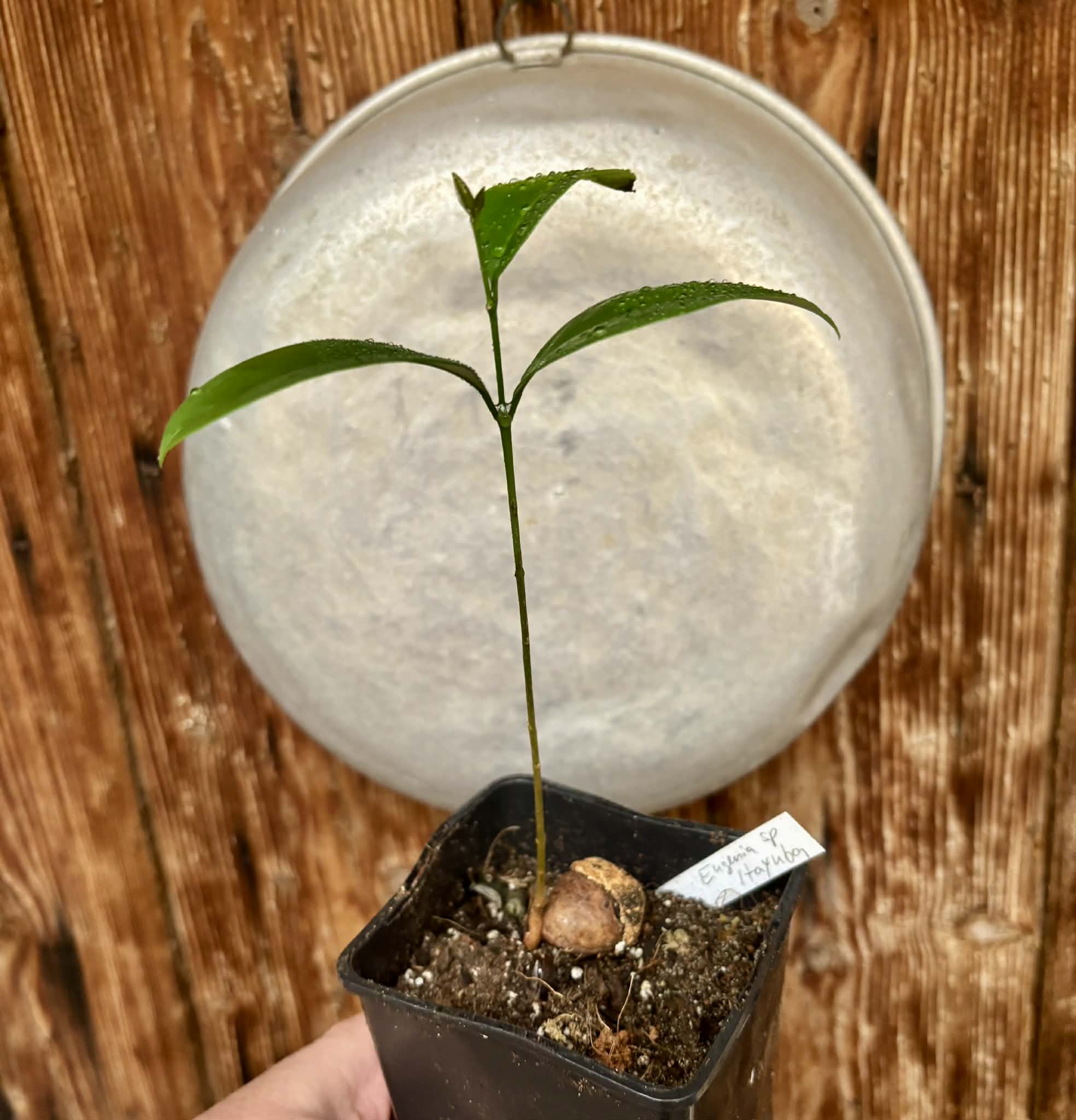 Eugenia sp Itayuba - 1 potted plant / 1 getopfte Pflanze