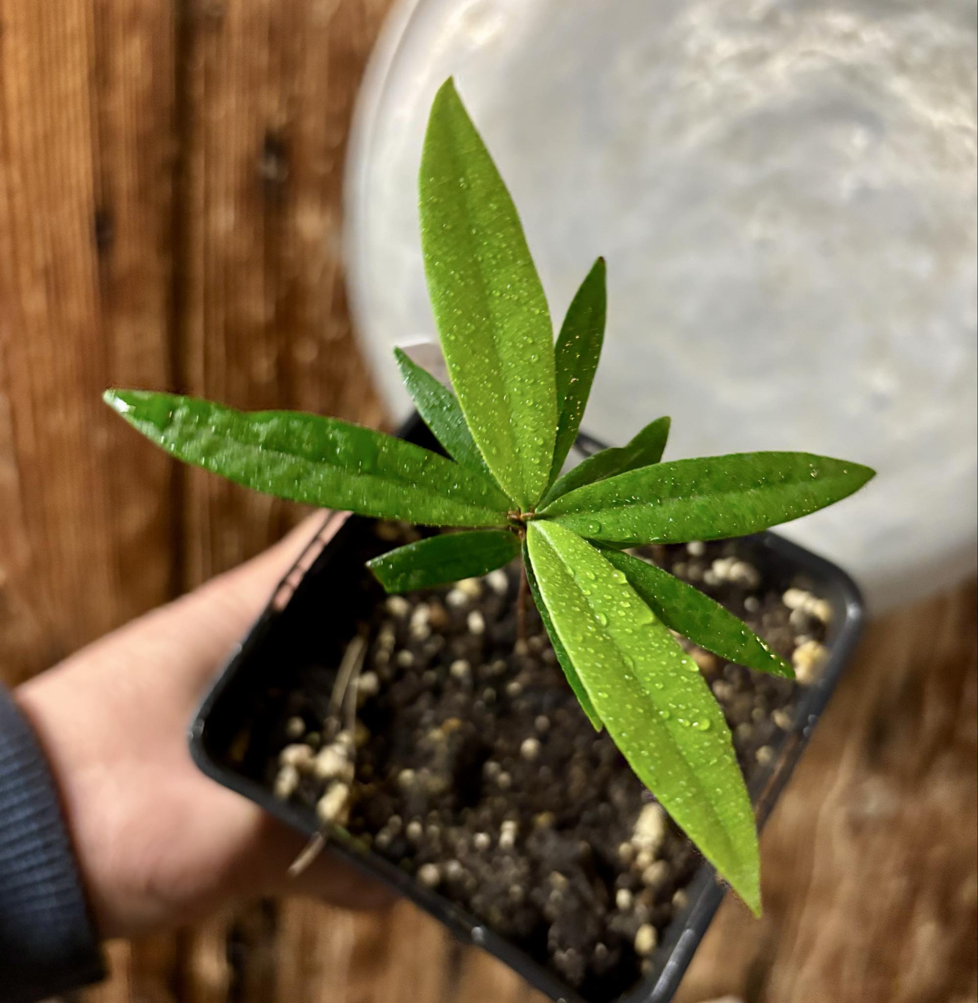 Eugenia sp Pitanga da Restinga -  1 potted seedling / 1 getopfter Sämling