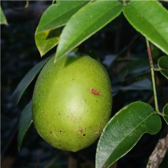 Pre Order - Umbu (Spondias tuberosa) -  1 fresh seed / 1 frischer Samen