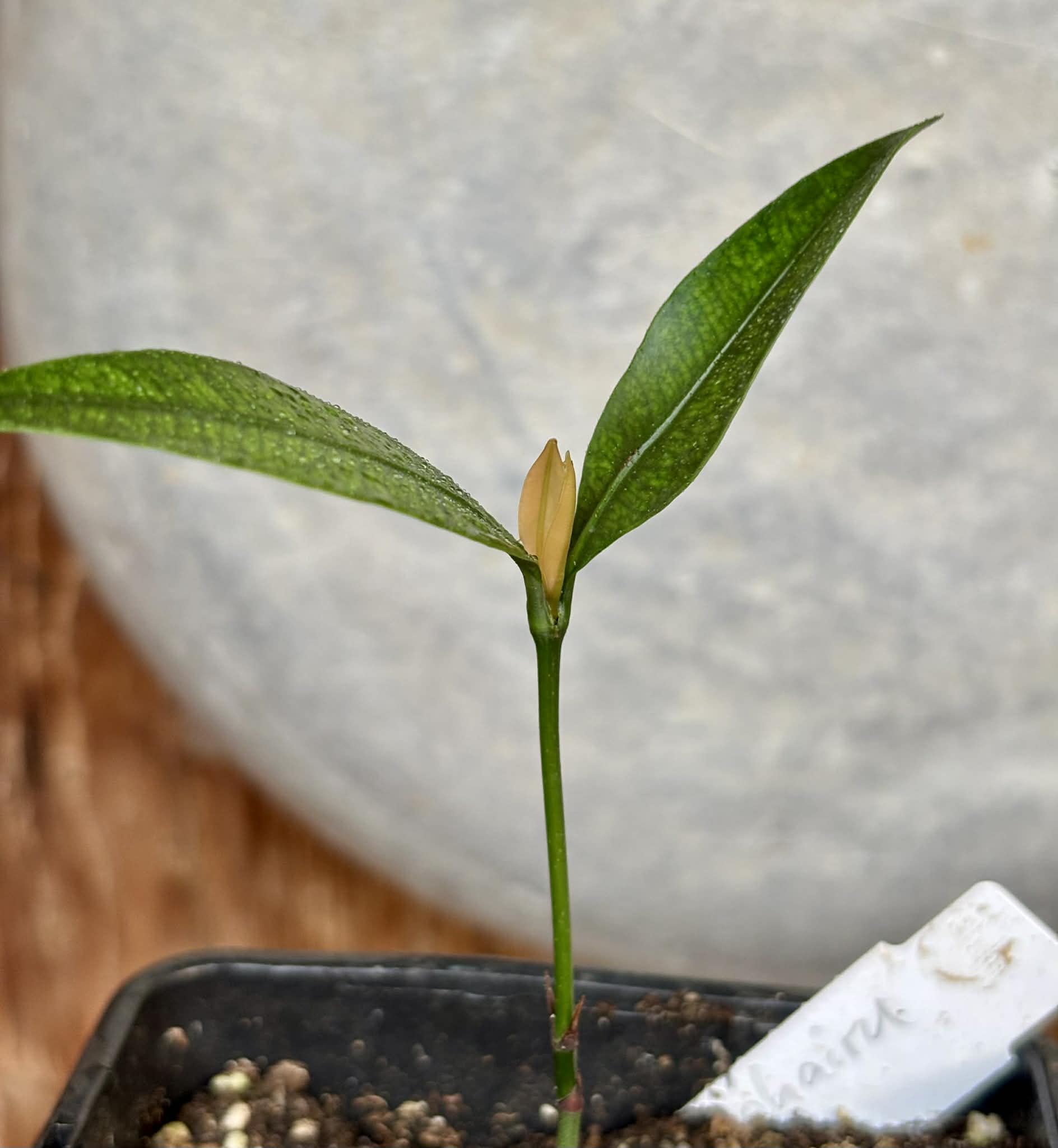 Achachairu (Garcinia humilis) - 1 potted seedling / 1 getopfter Sämling