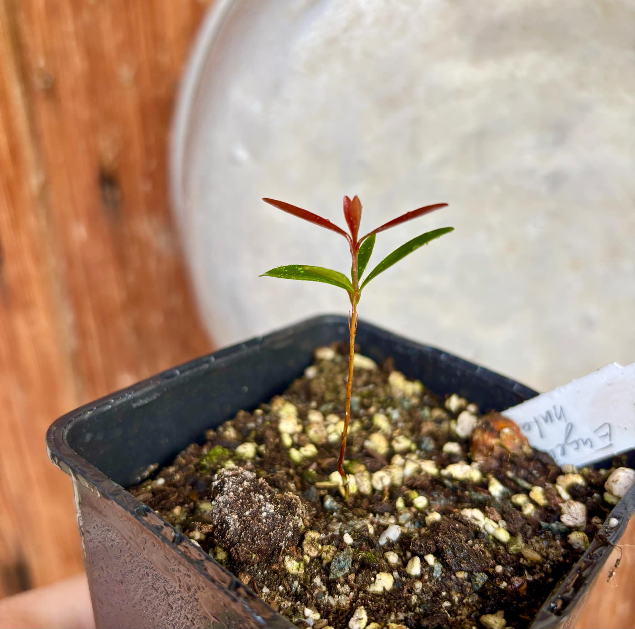 Eugenia nutans - 1 small potted seedling / 1 kleiner, getopfter Sämling
