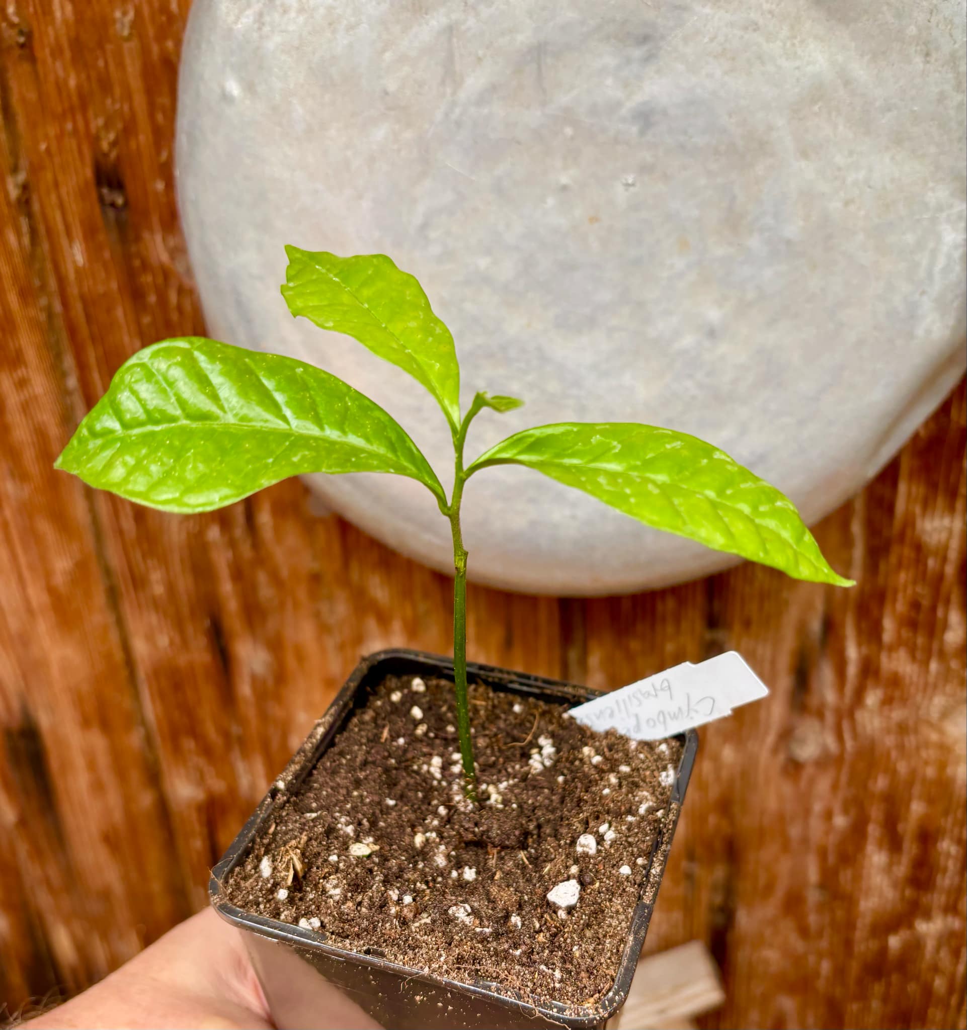 Cymbopetalum brasiliensis - 1 potted seedling / 1 getopfter Sämling