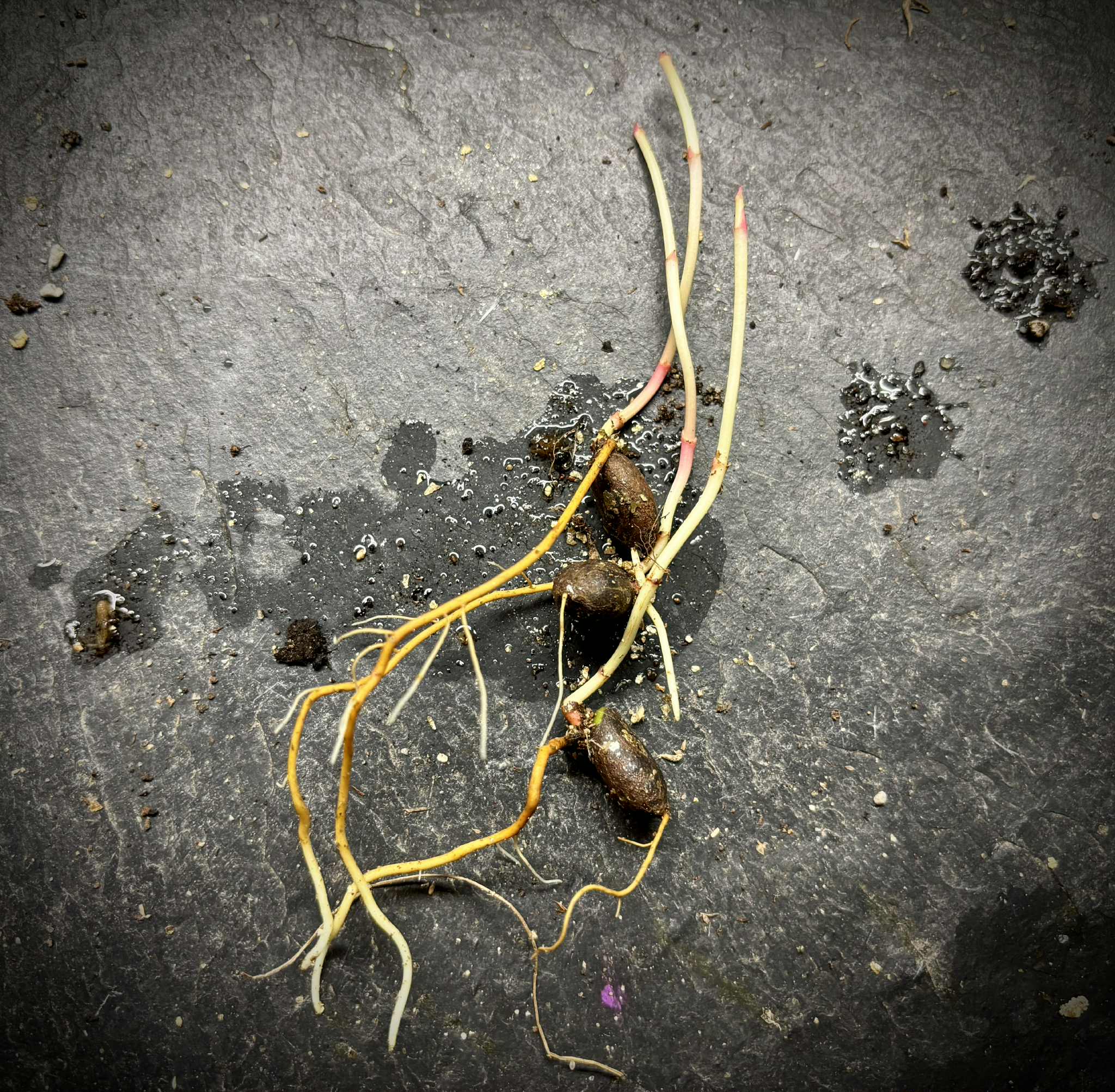 Garcinia brasiliensis - Bacupari -  1 germinated seed / 1 gekeimter Samen