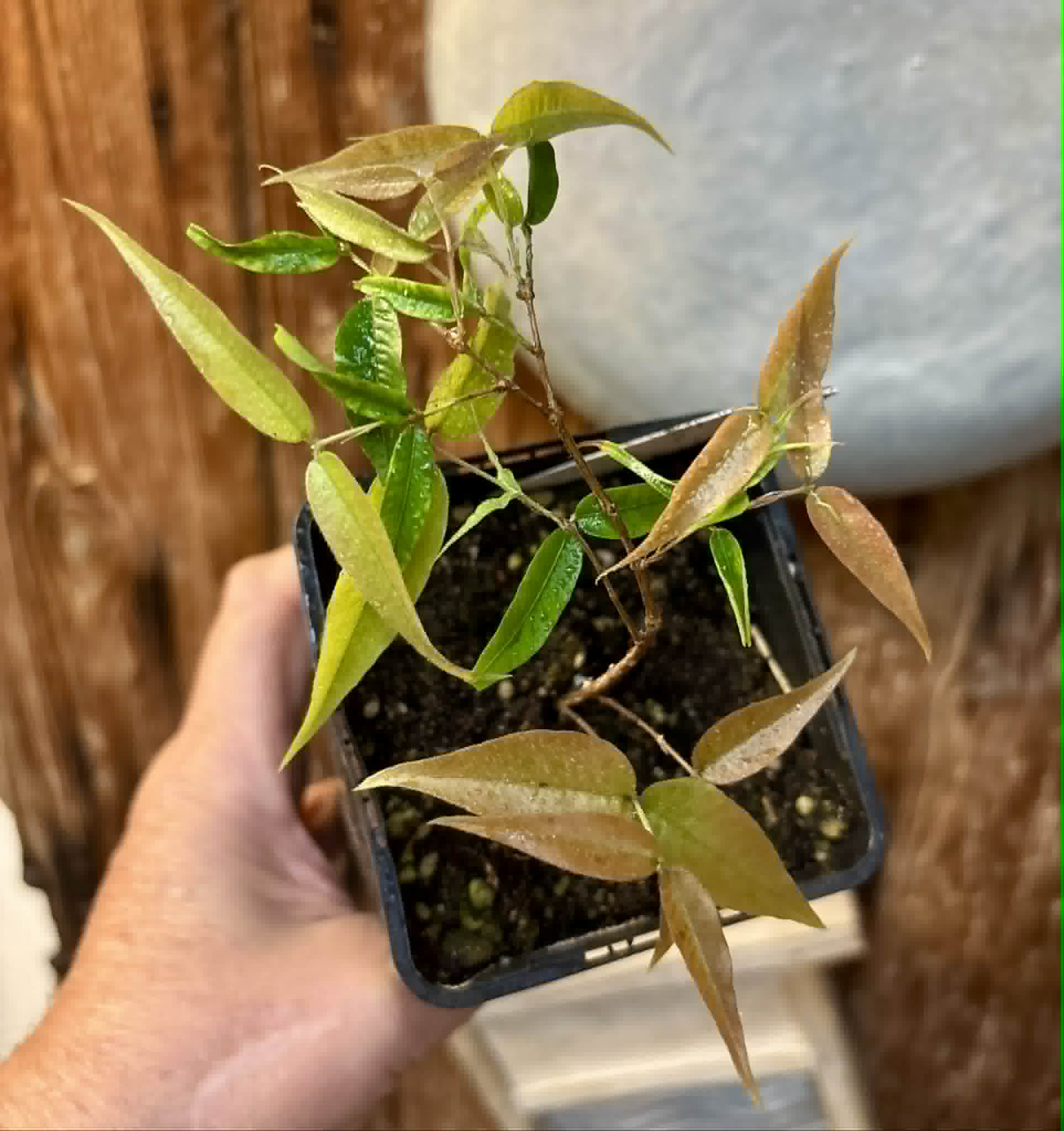 Plinia sp Cabo longo Sao Joao -  1 potted seedling / 1  getopfter Sämling